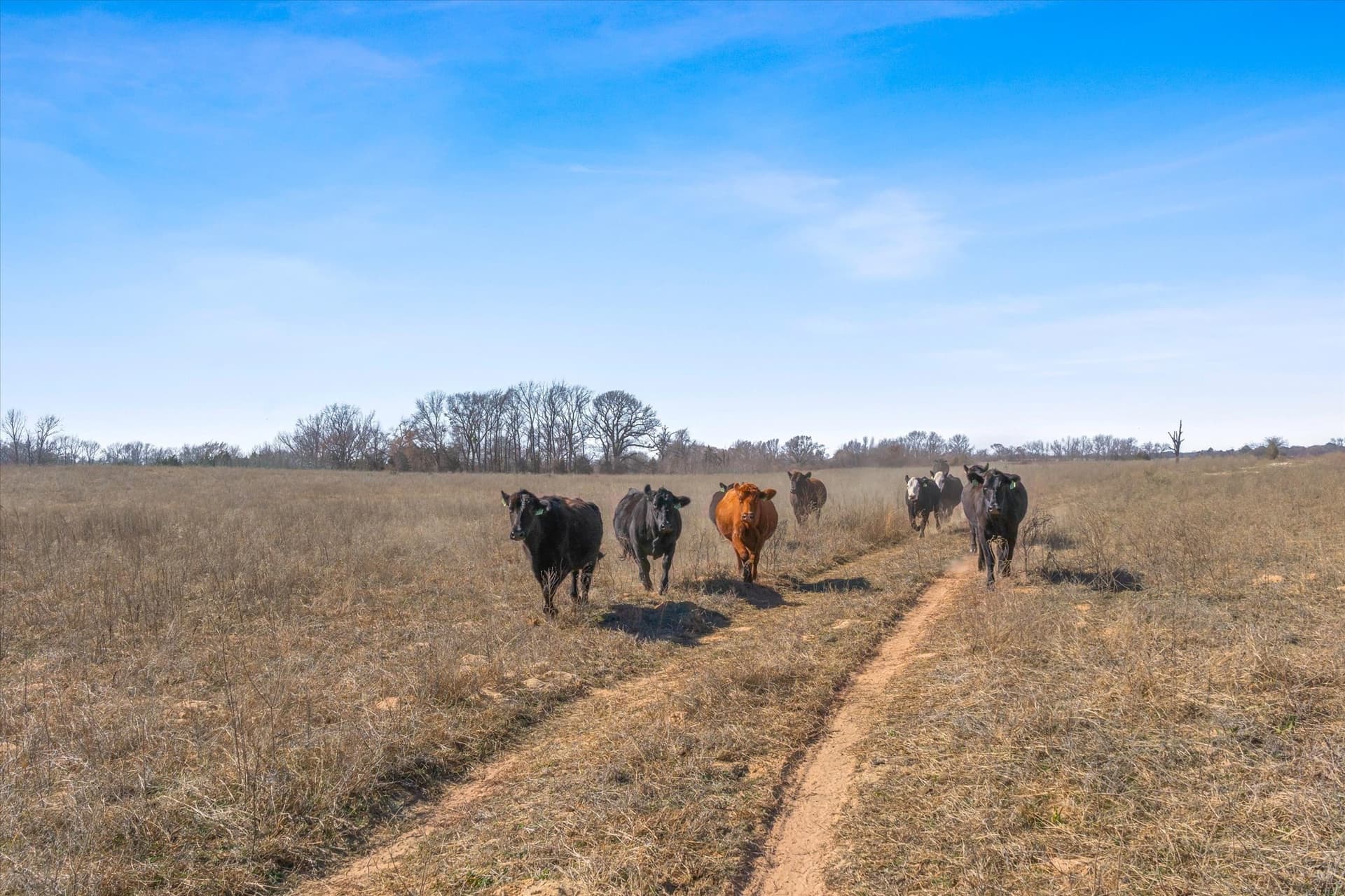 13 acres in Van Zandt County - photo 16