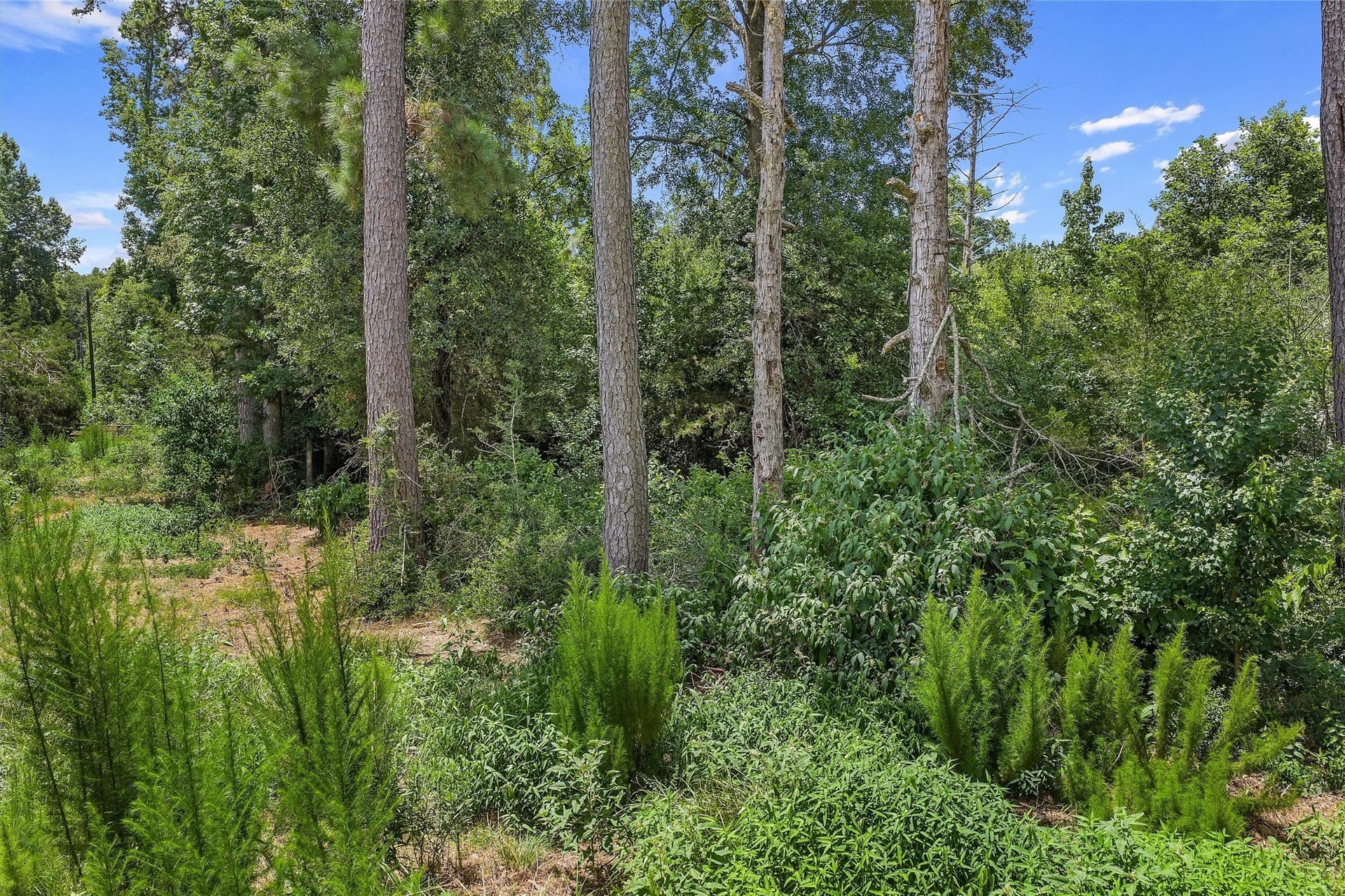 161.97 acres in Shelby County - photo 10