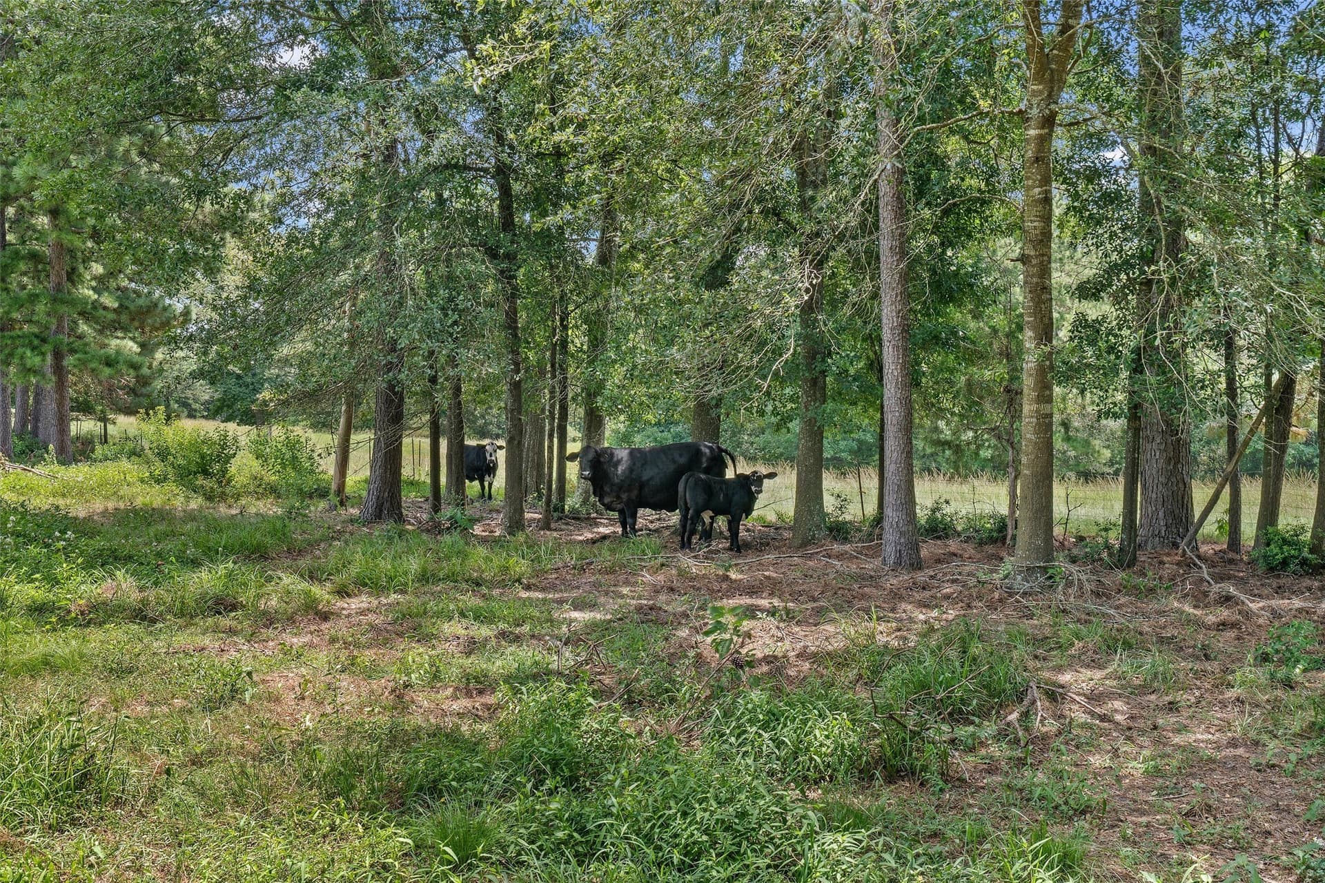 161.97 acres in Shelby County - photo 6