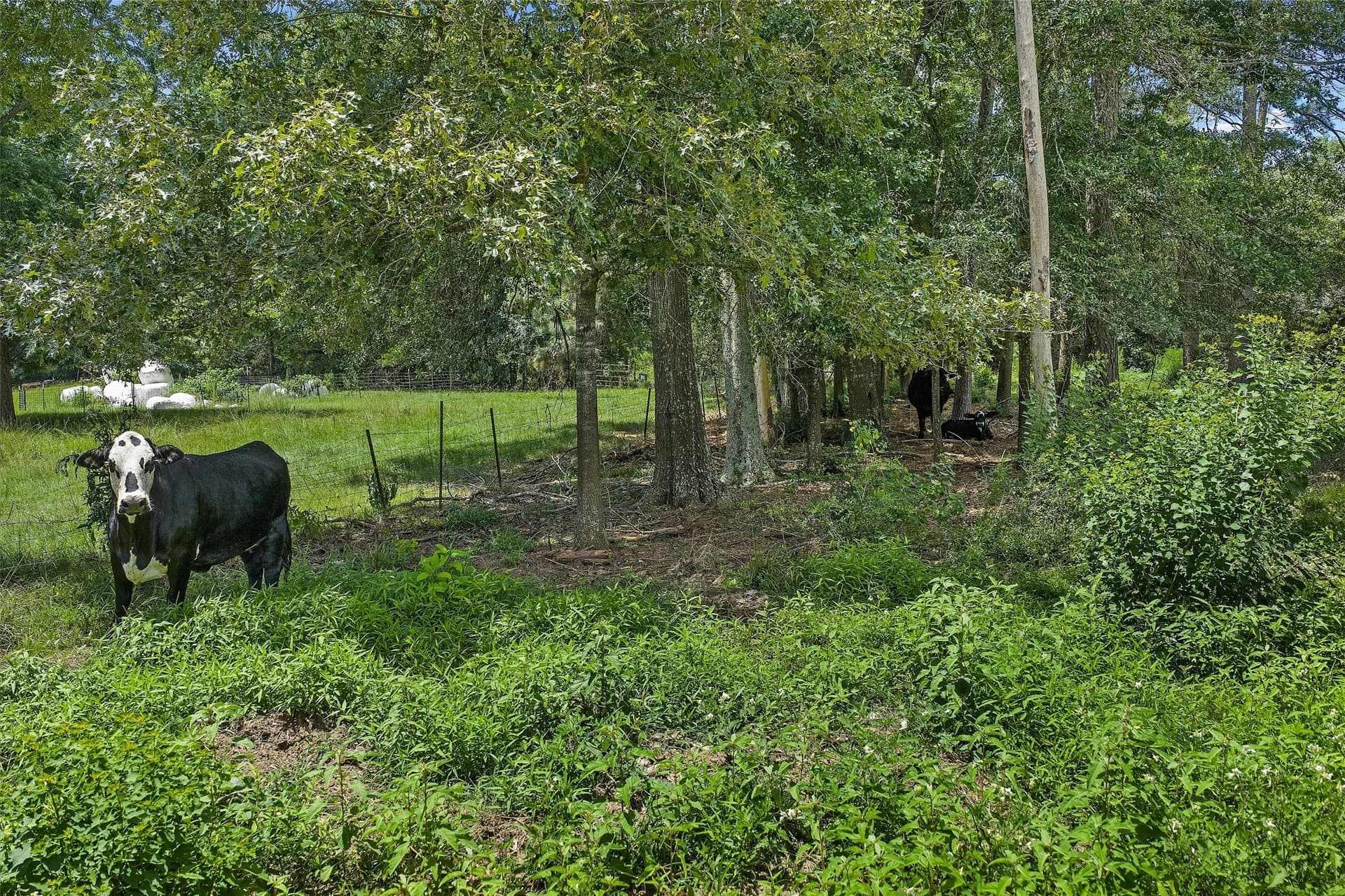 161.97 acres in Shelby County - photo 7