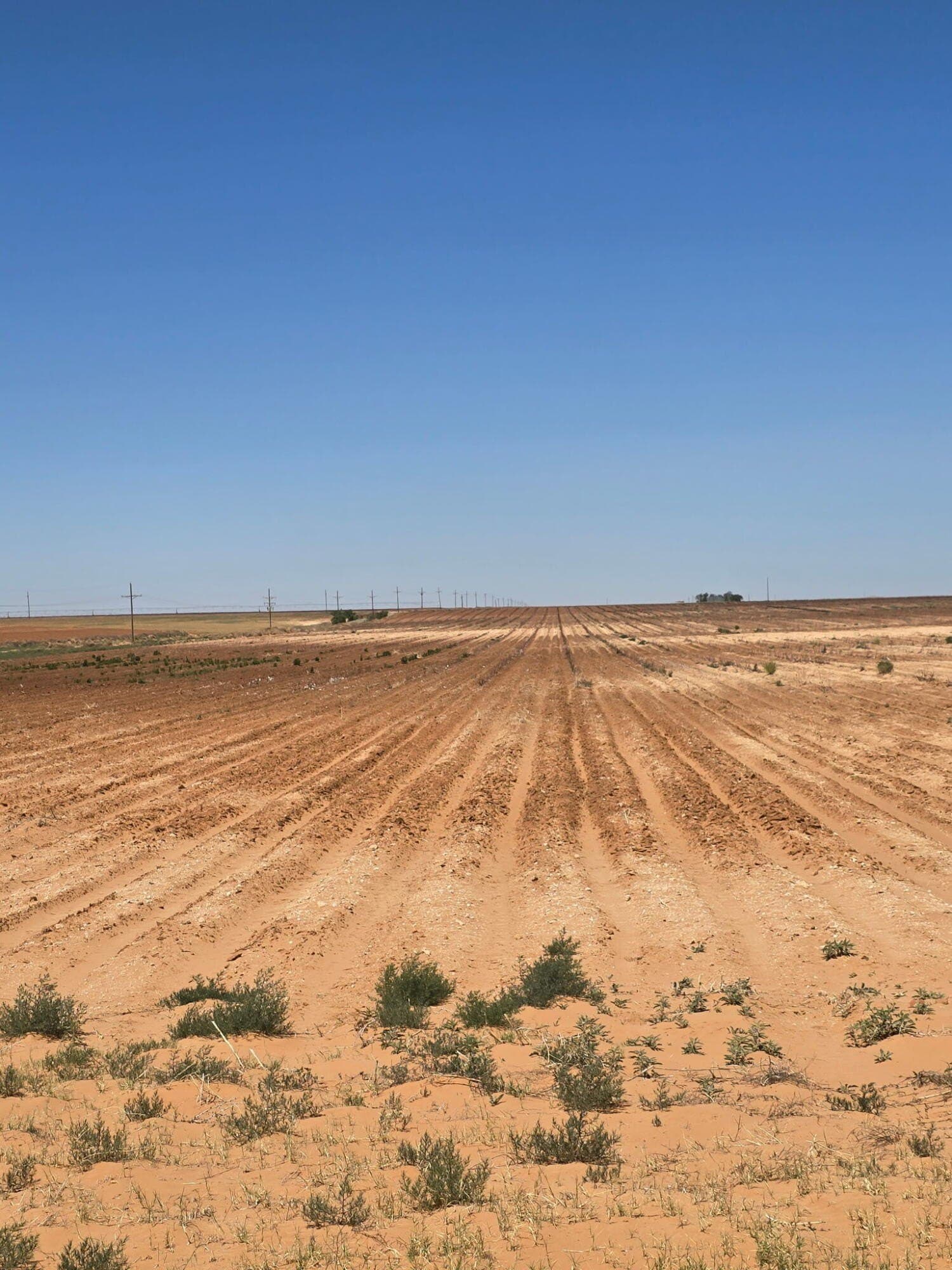160 acres in Terry County featured view