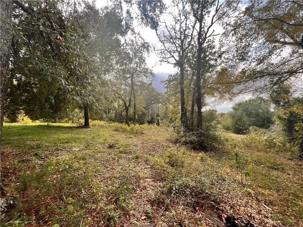 3 acres in Leon County gallery image 3