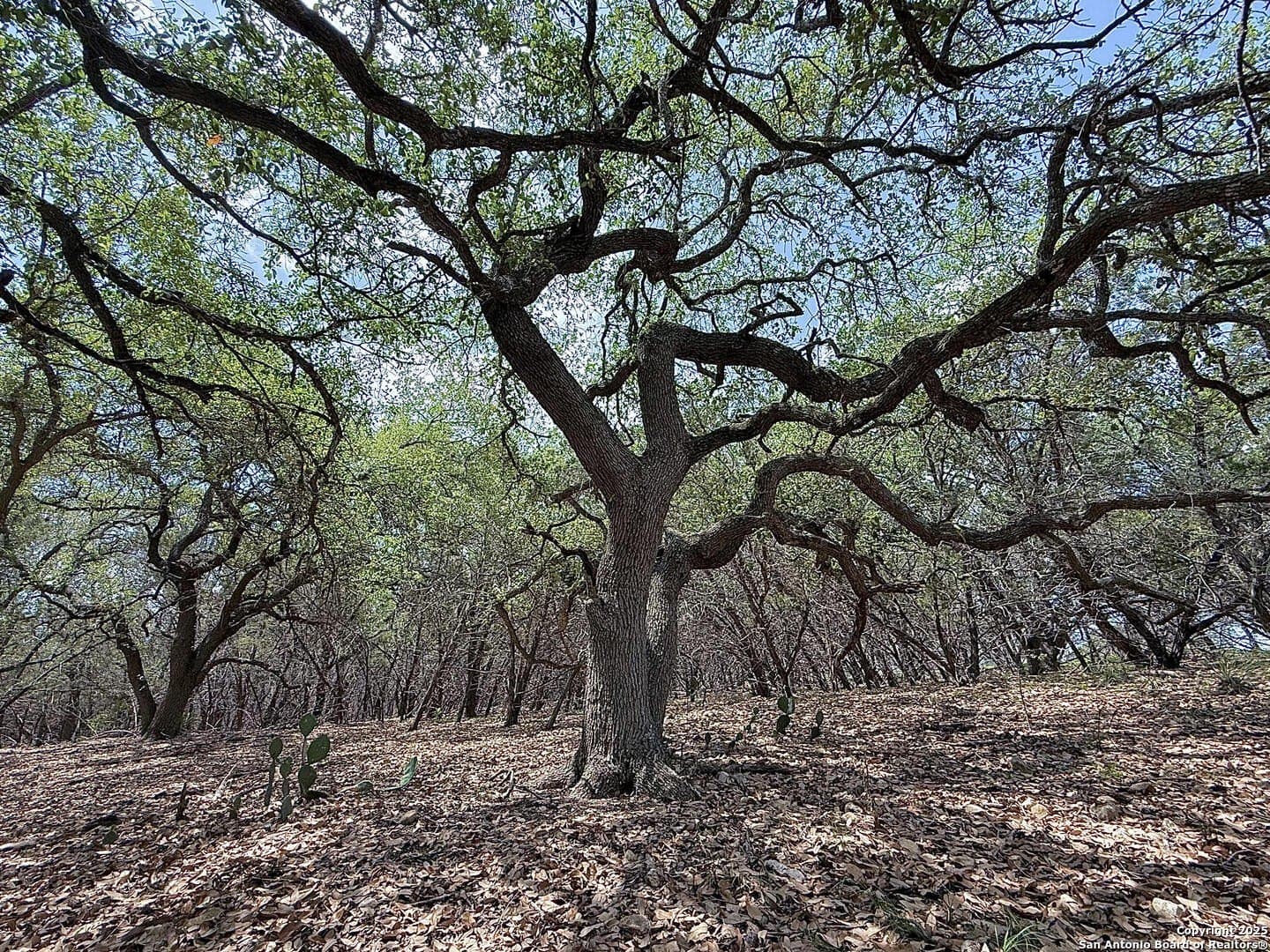 0.29 acres in Bexar County - photo 18