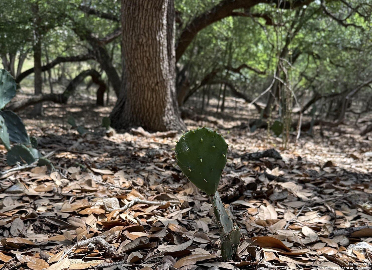 0.29 acres in Bexar County - photo 6