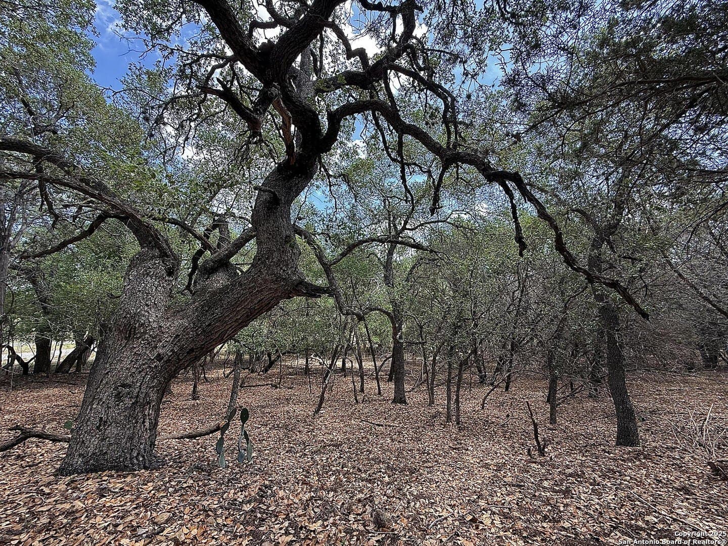 0.29 acres in Bexar County - photo 9
