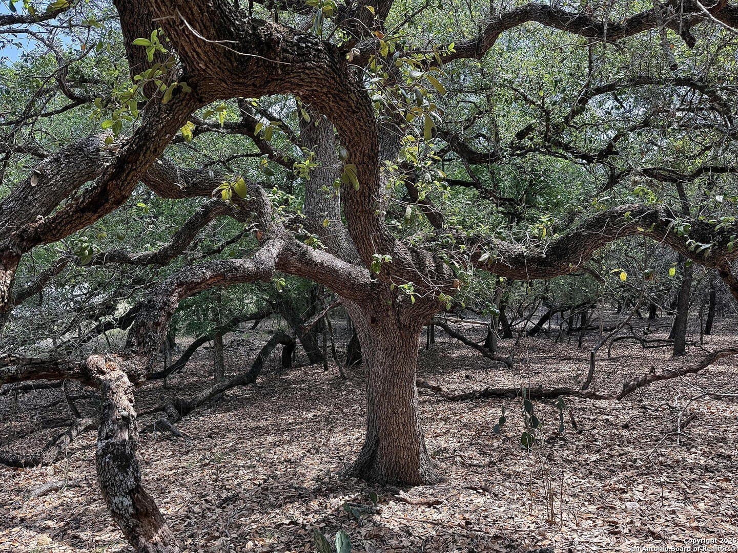 0.29 acres in Bexar County - photo 5