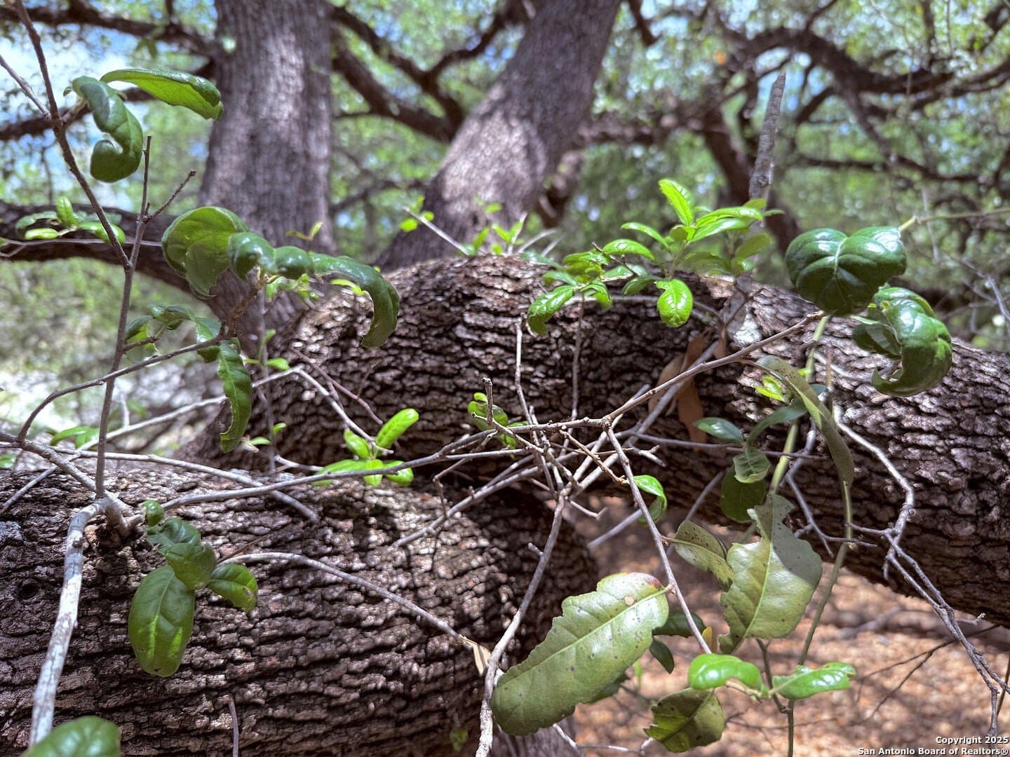 0.29 acres in Bexar County - photo 22