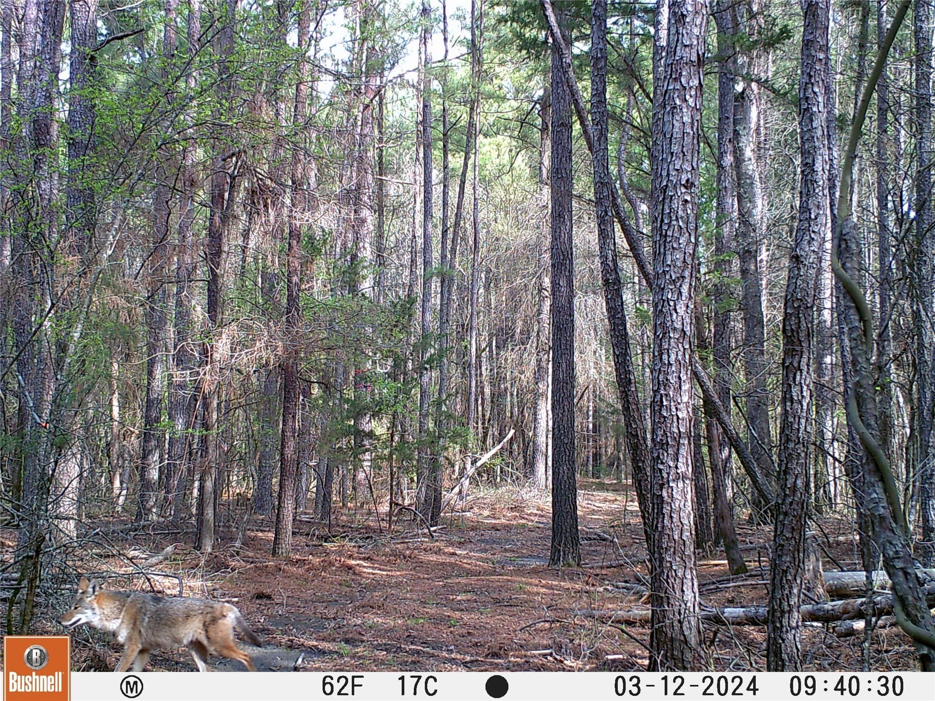 92.88 acres in Bowie County - photo 11