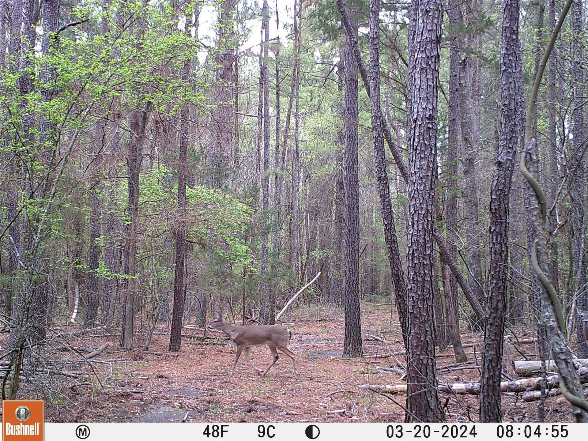 92.88 acres in Bowie County - photo 15