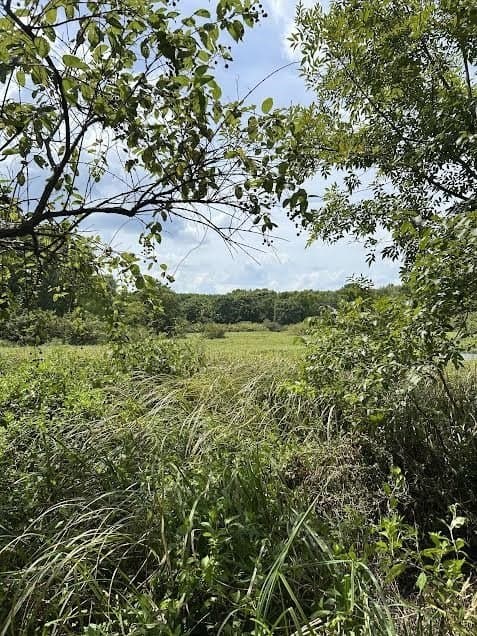 92.88 acres in Bowie County - photo 7