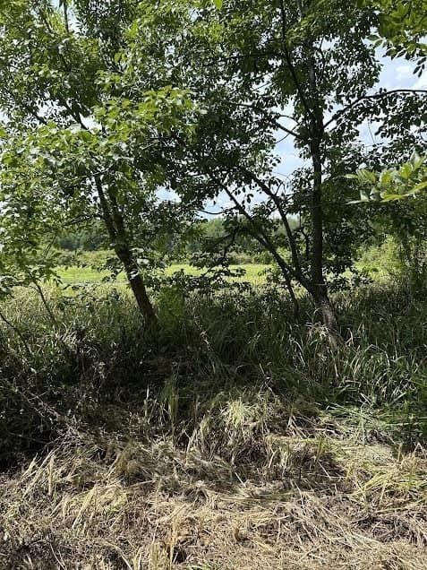 92.88 acres in Bowie County - photo 10