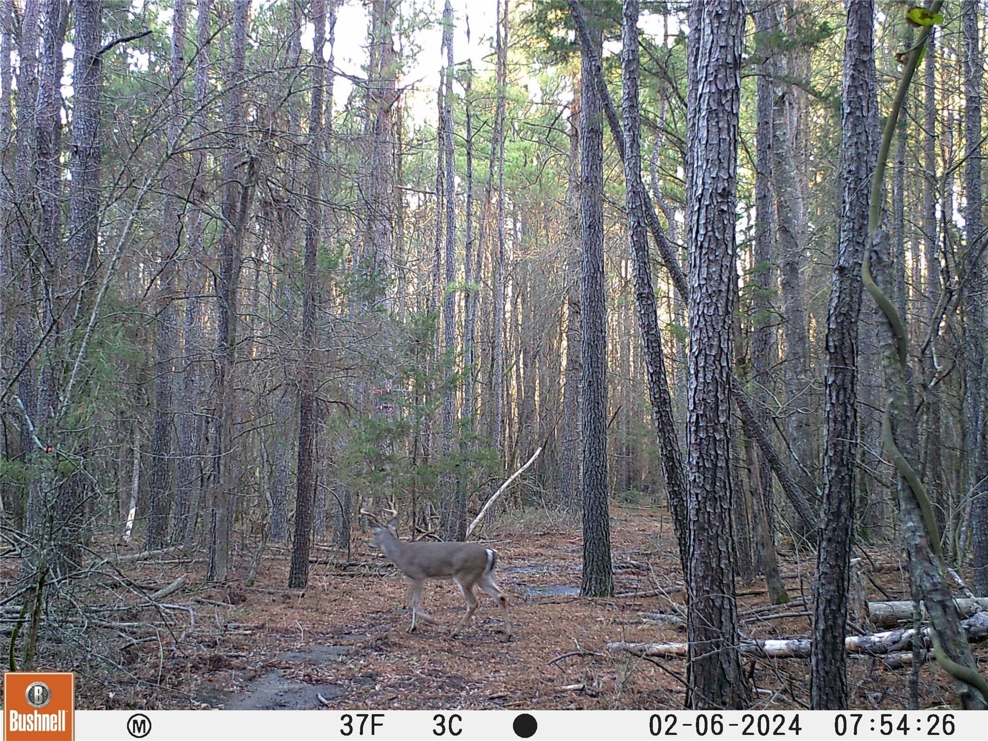 92.88 acres in Bowie County - photo 13