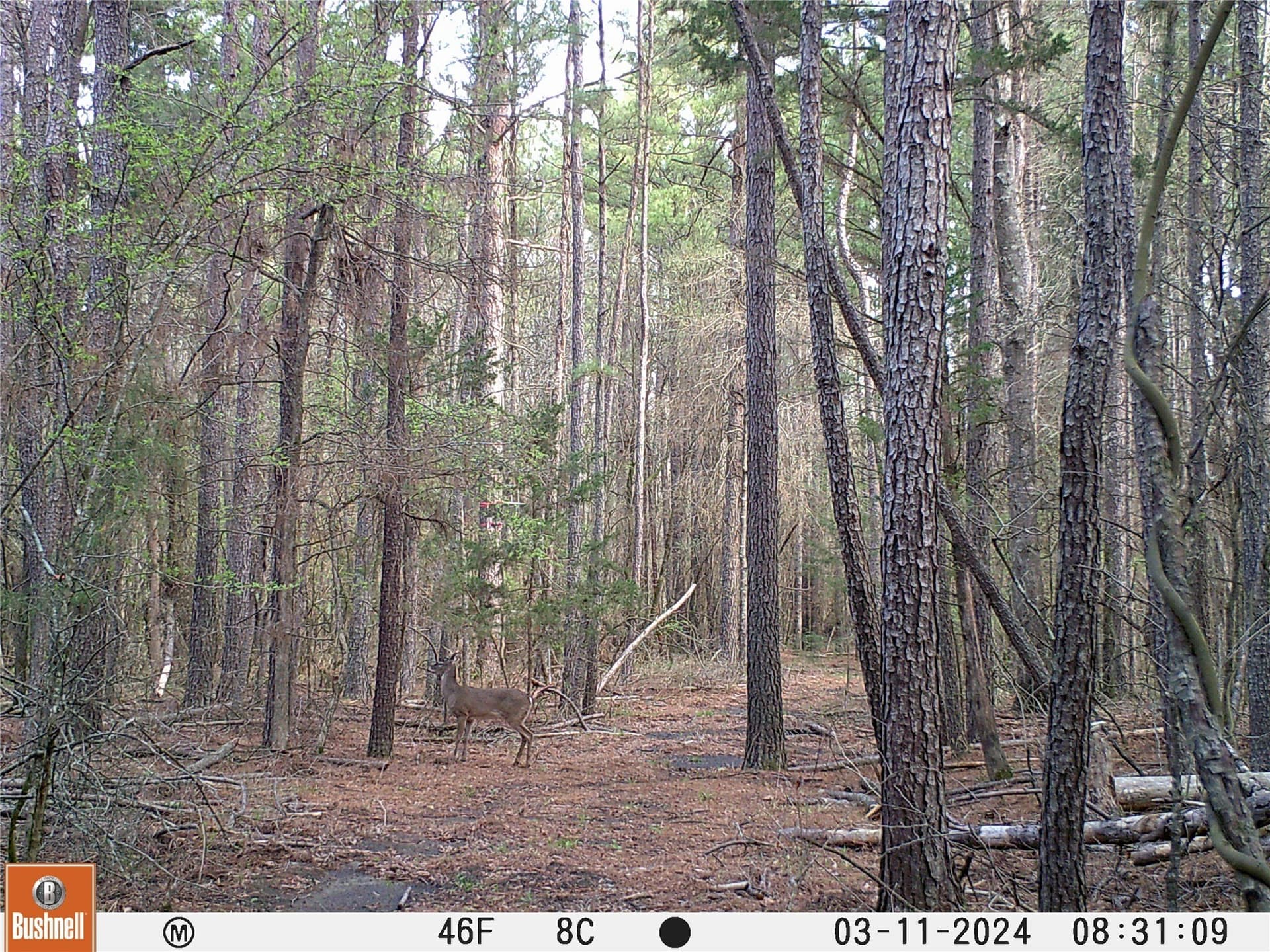 92.88 acres in Bowie County - photo 14