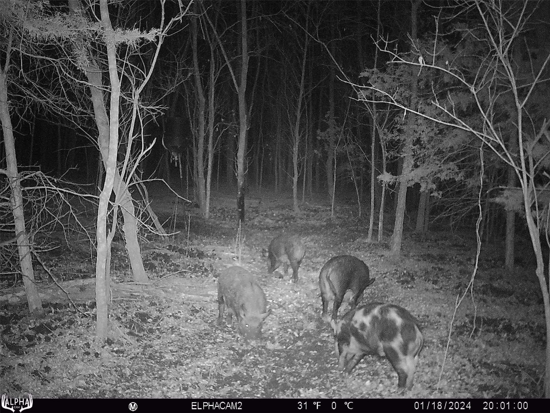 92.88 acres in Bowie County - photo 8