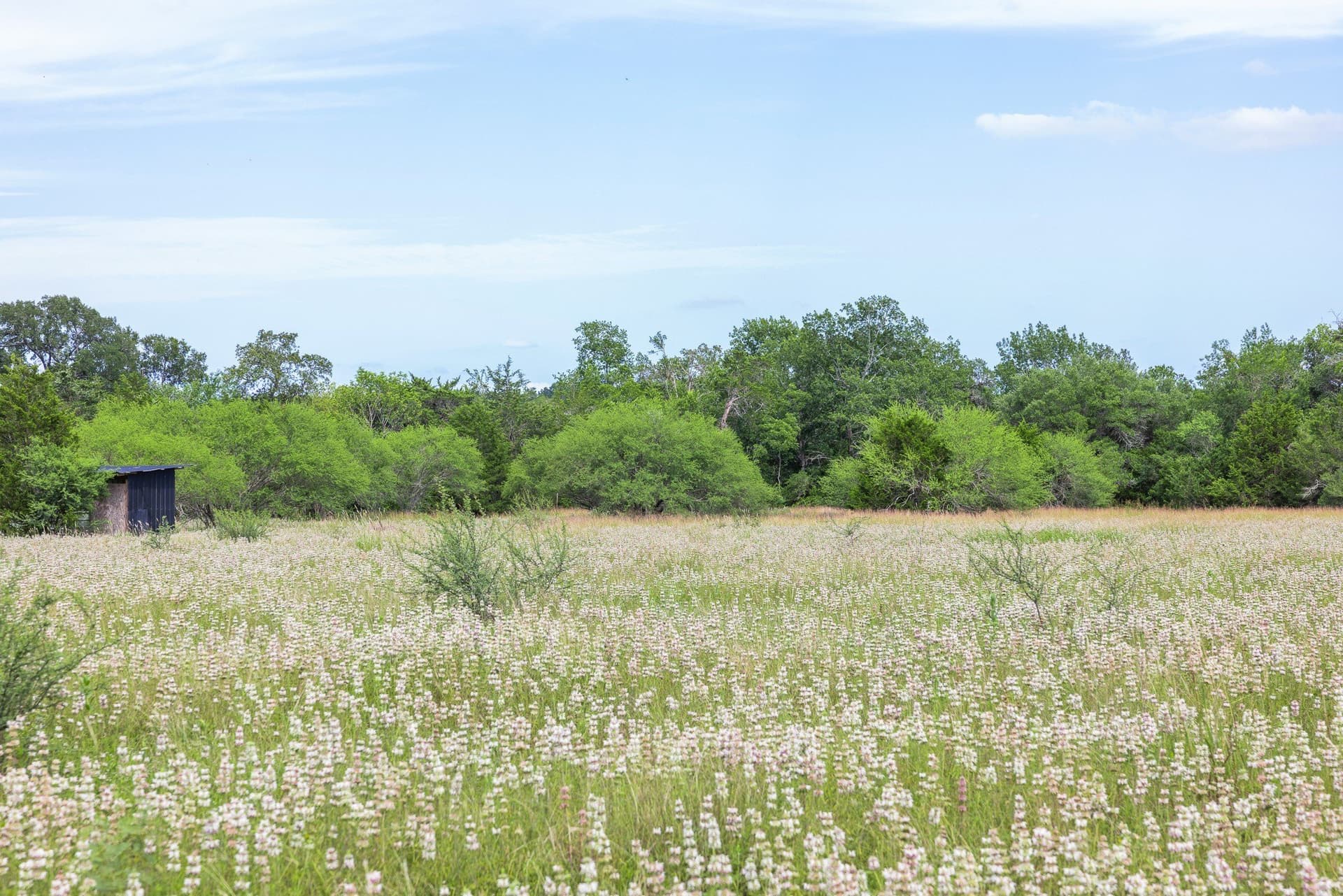 35 acres in Colorado County - photo 11