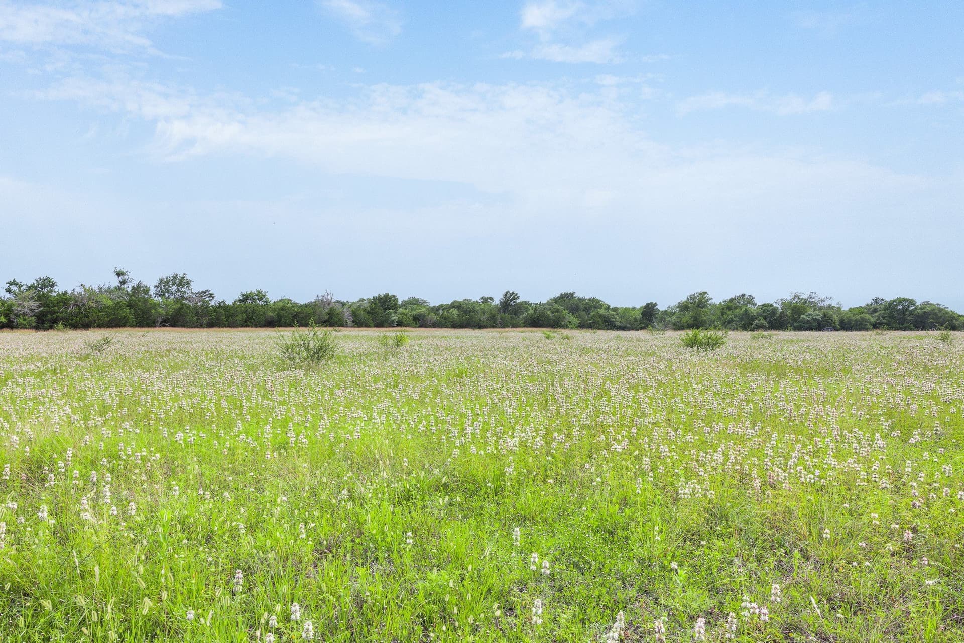 35 acres in Colorado County - photo 13