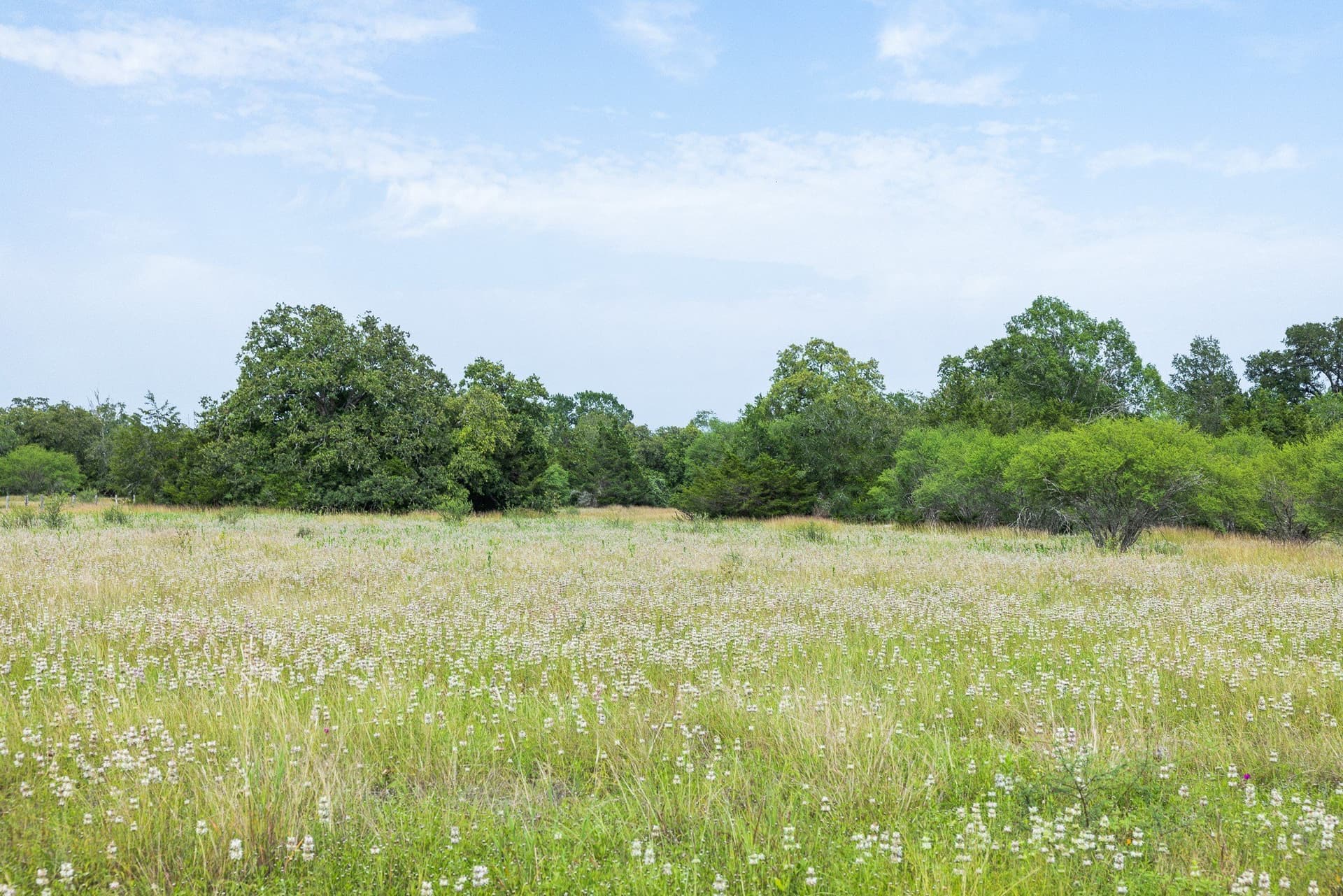 35 acres in Colorado County - photo 12