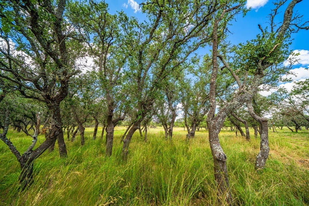 14.9 acres in Kimble County gallery image 4