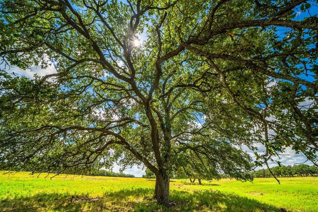 14.9 acres in Kimble County featured view