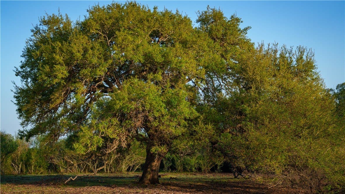 450 acres in Goliad County - photo 26