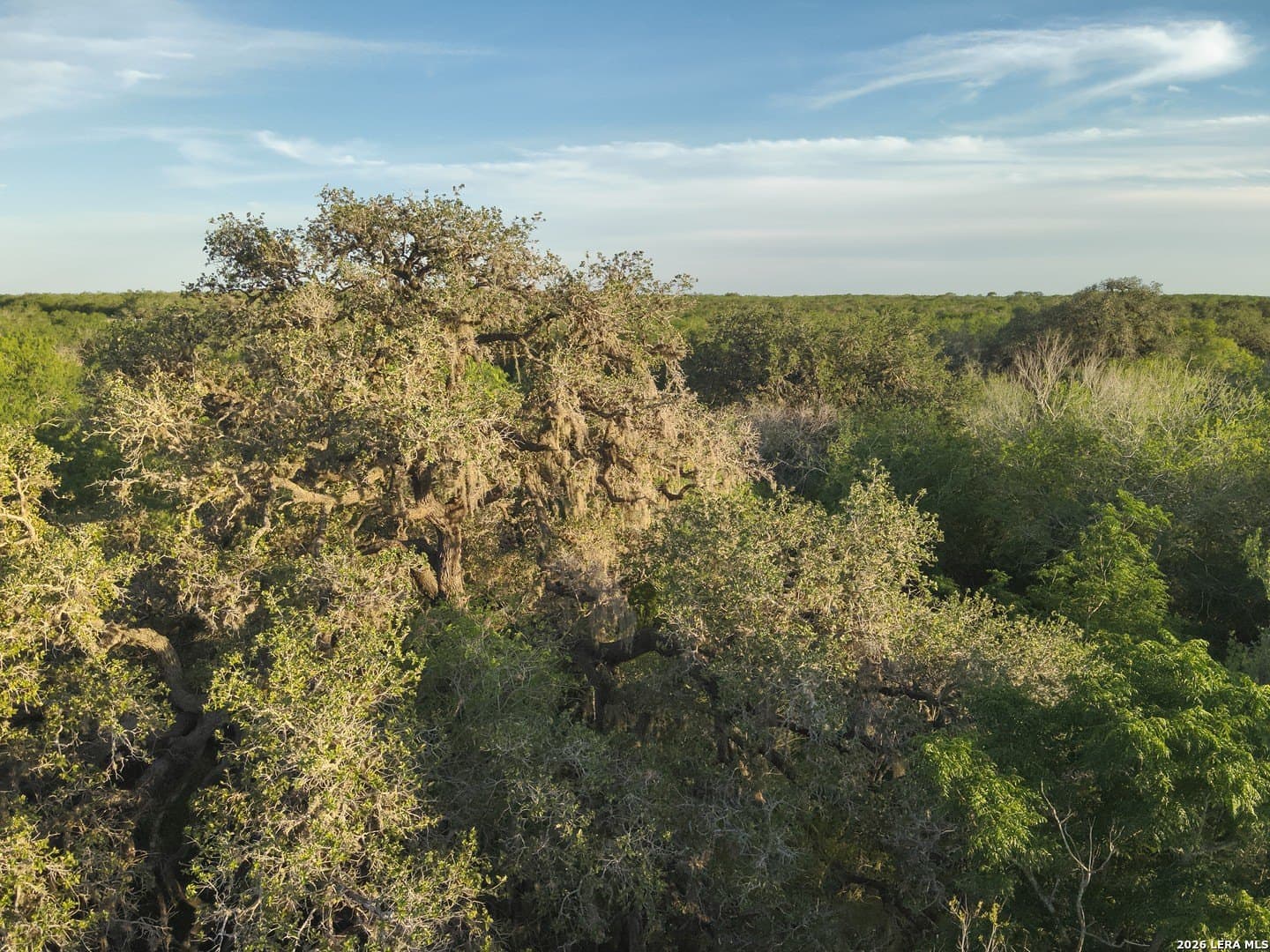 486.95 acres in Live Oak County - photo 19
