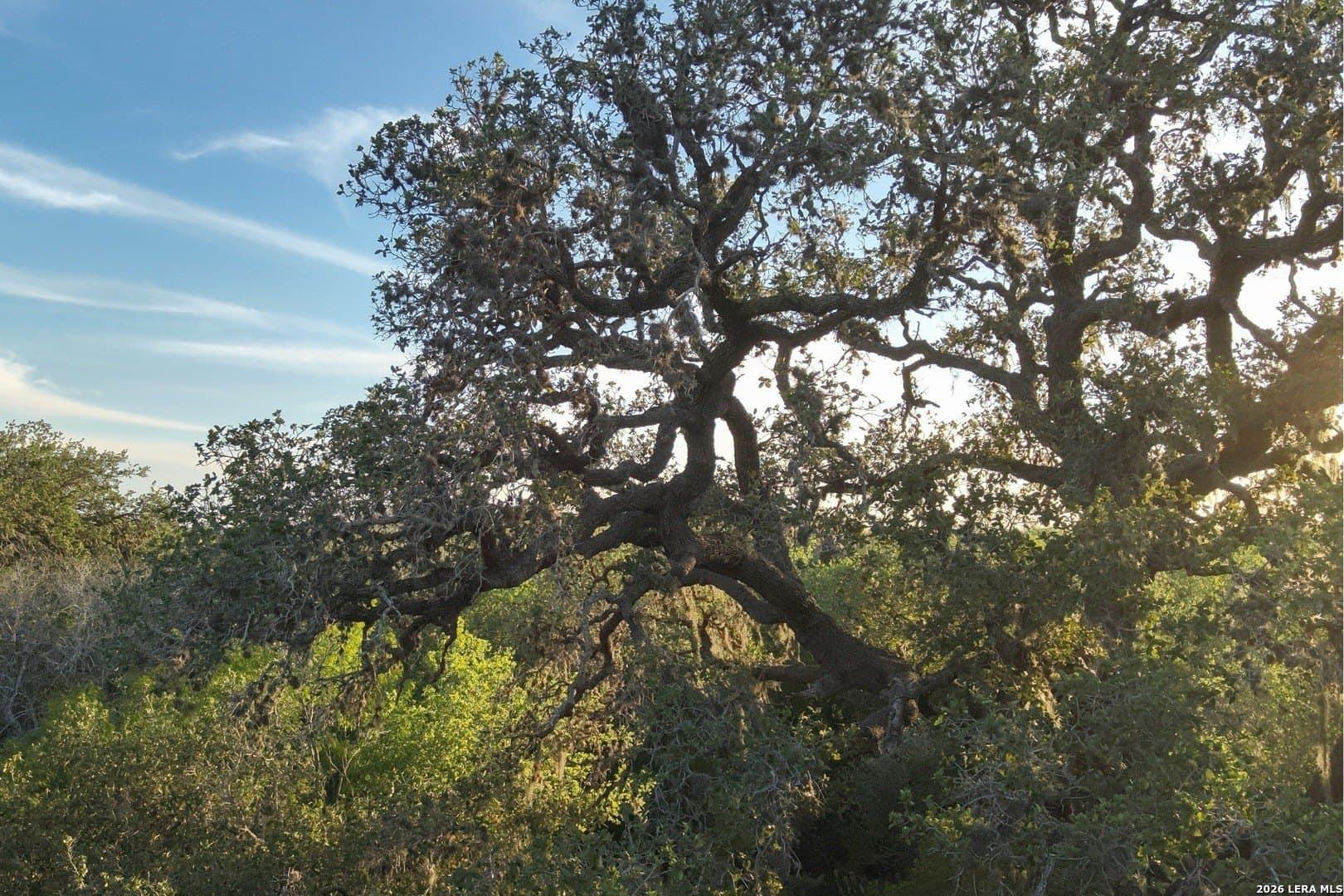 486.95 acres in Live Oak County - photo 12