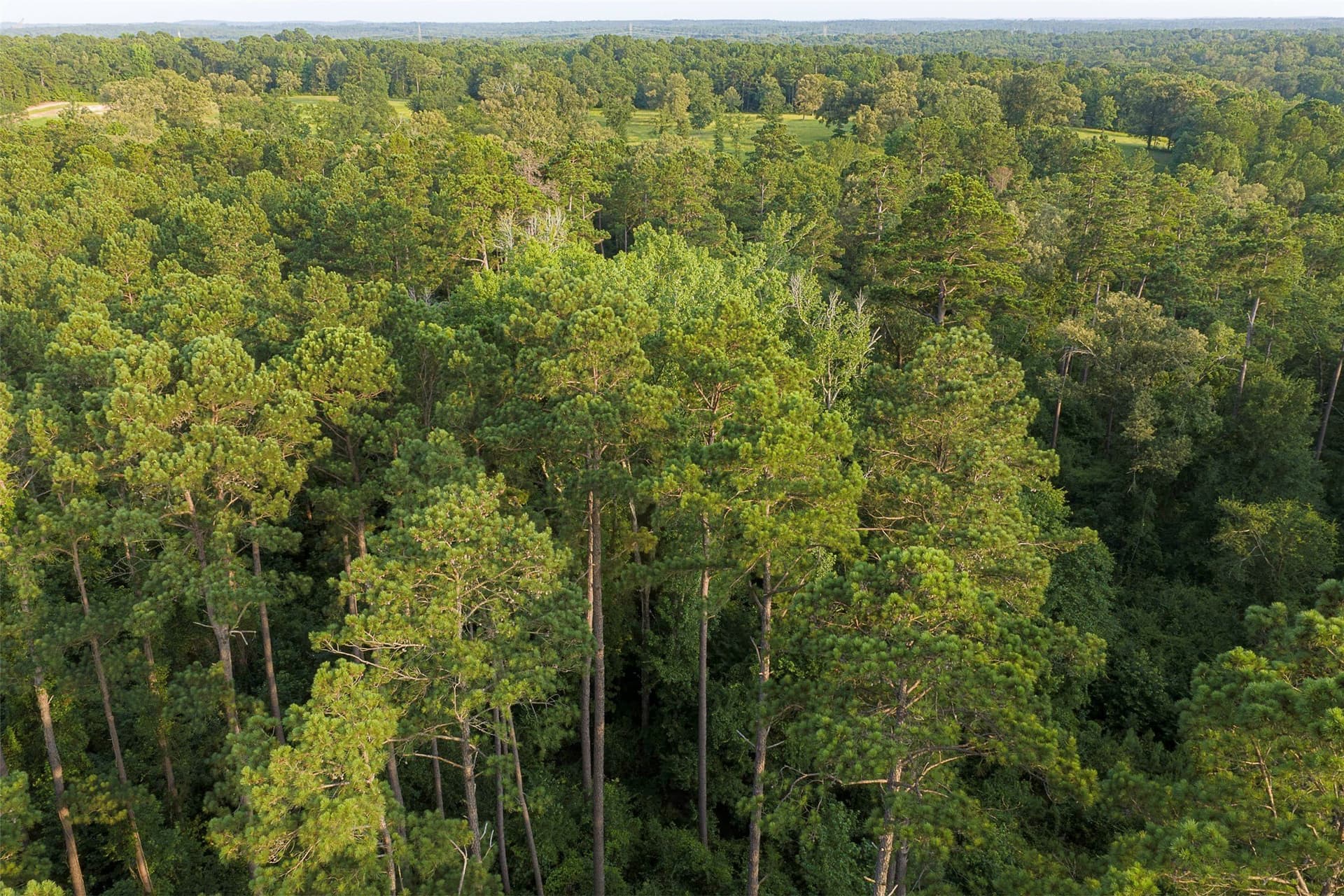 80.96 acres in Rusk County - photo 5