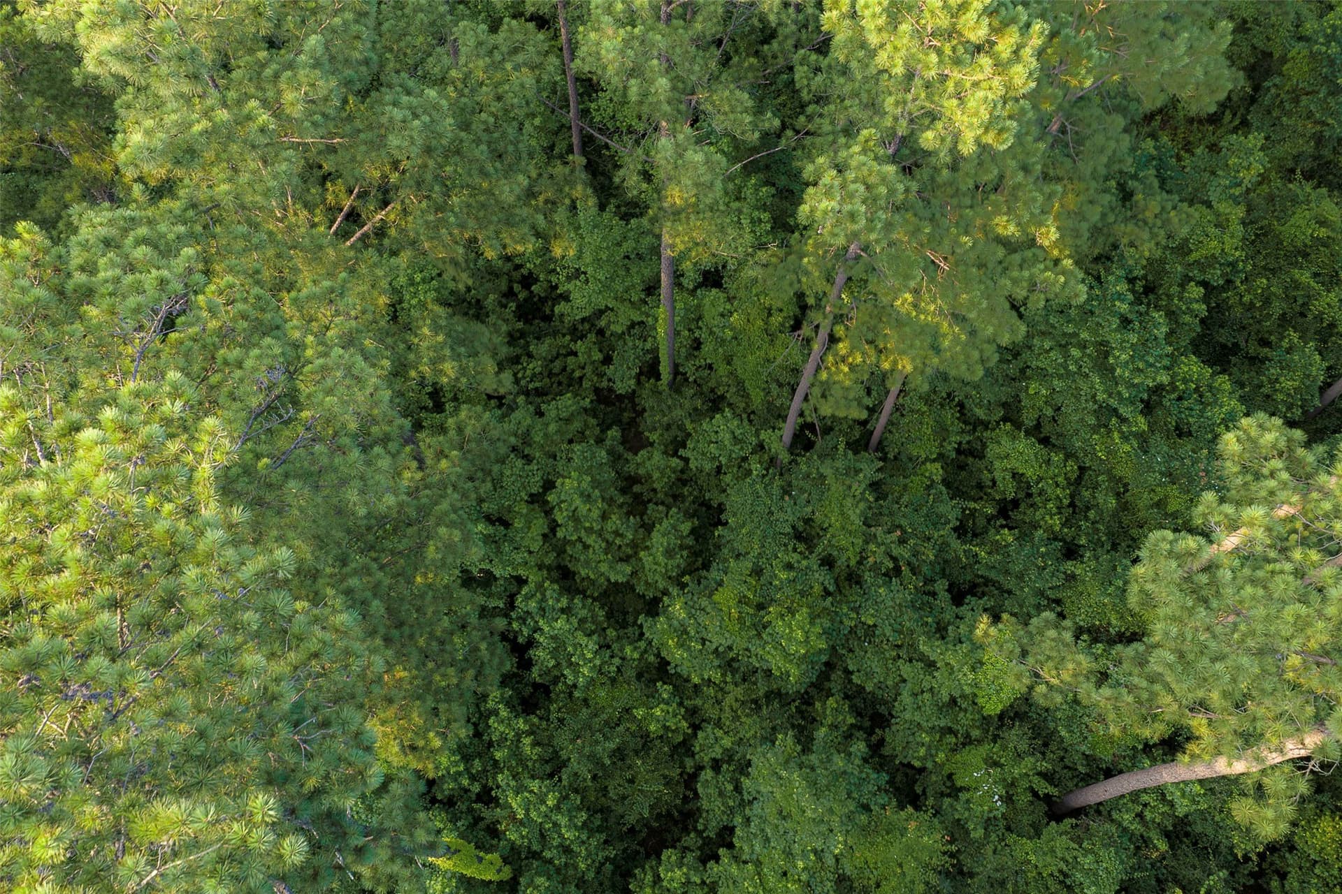 80.96 acres in Rusk County - photo 11