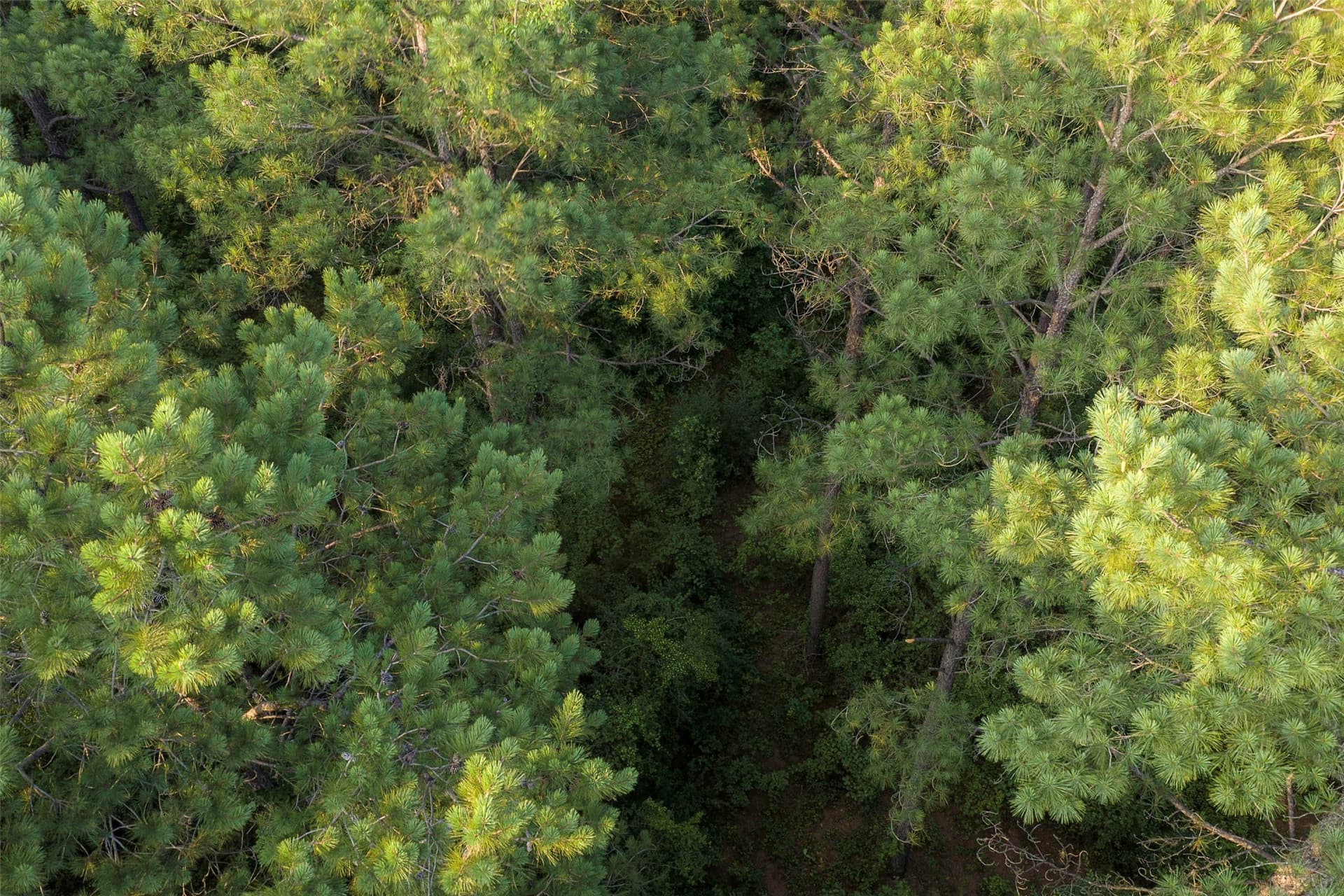 80.96 acres in Rusk County - photo 6