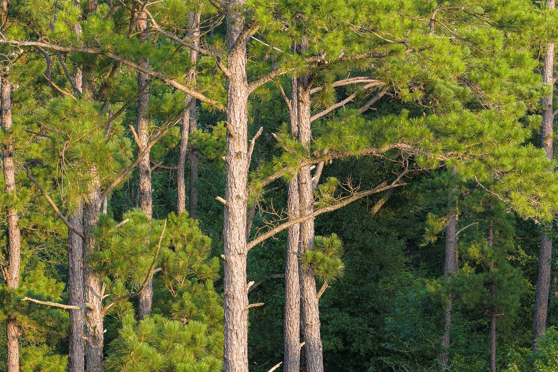 80.96 acres in Rusk County - photo 18
