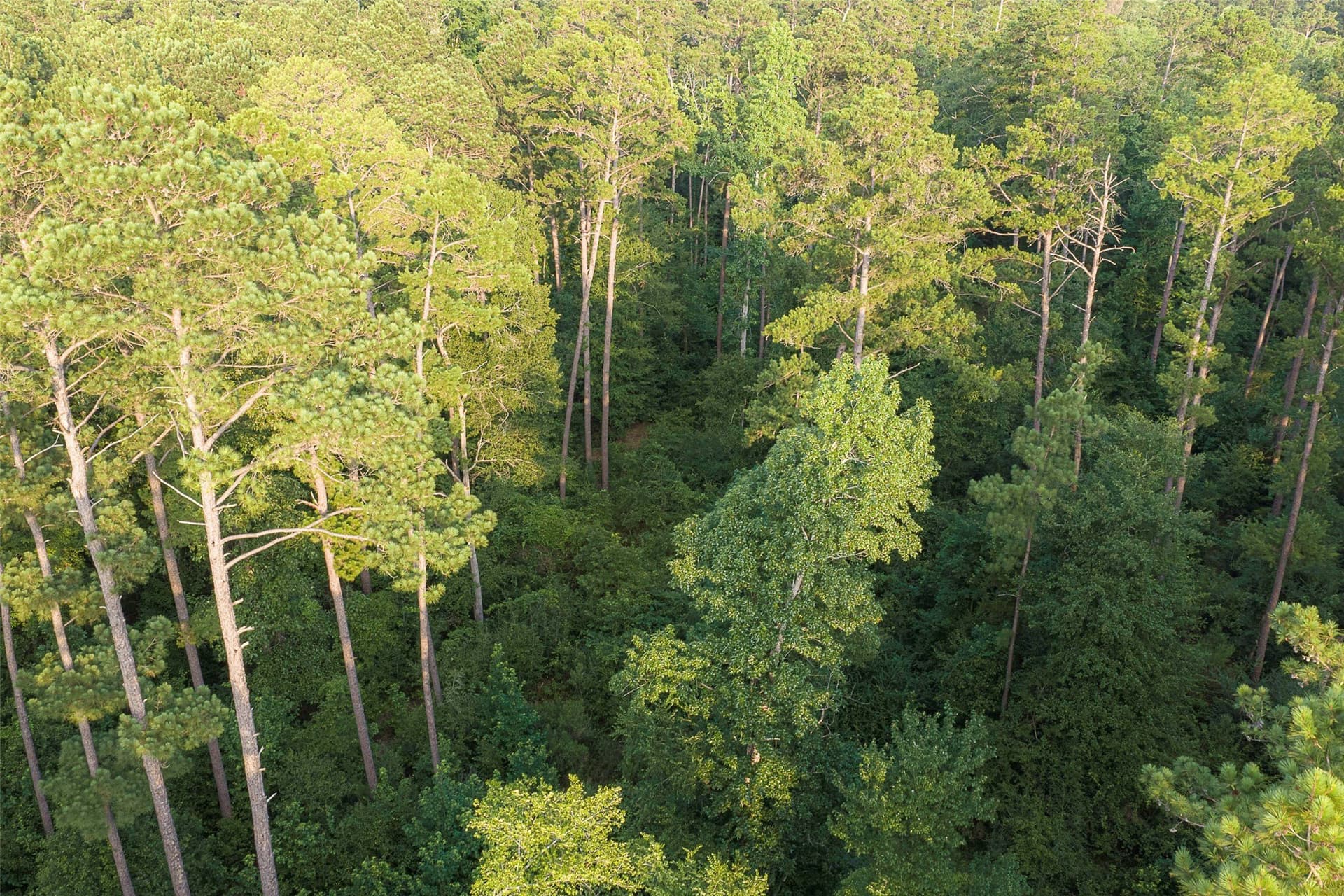 80.96 acres in Rusk County - photo 31