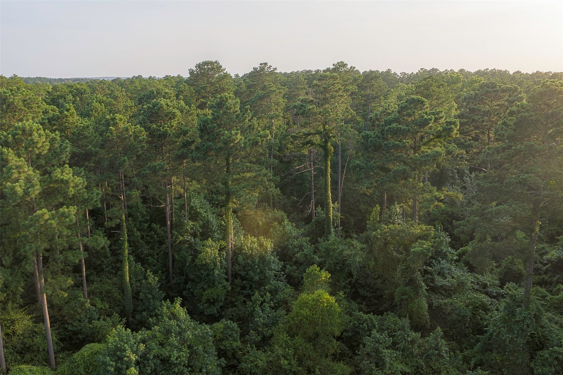 80.96 acres in Rusk County - photo 30