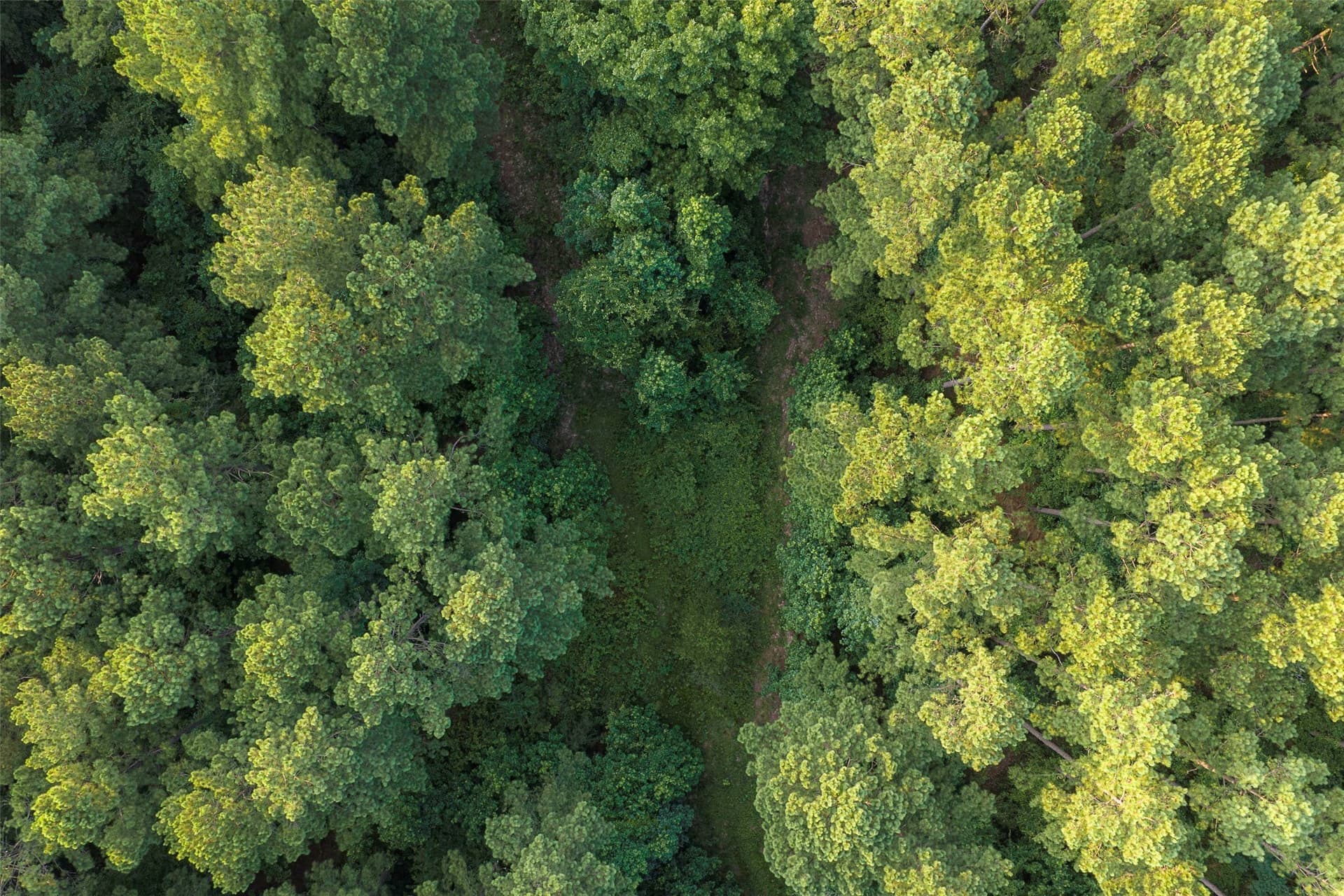 80.96 acres in Rusk County - photo 8