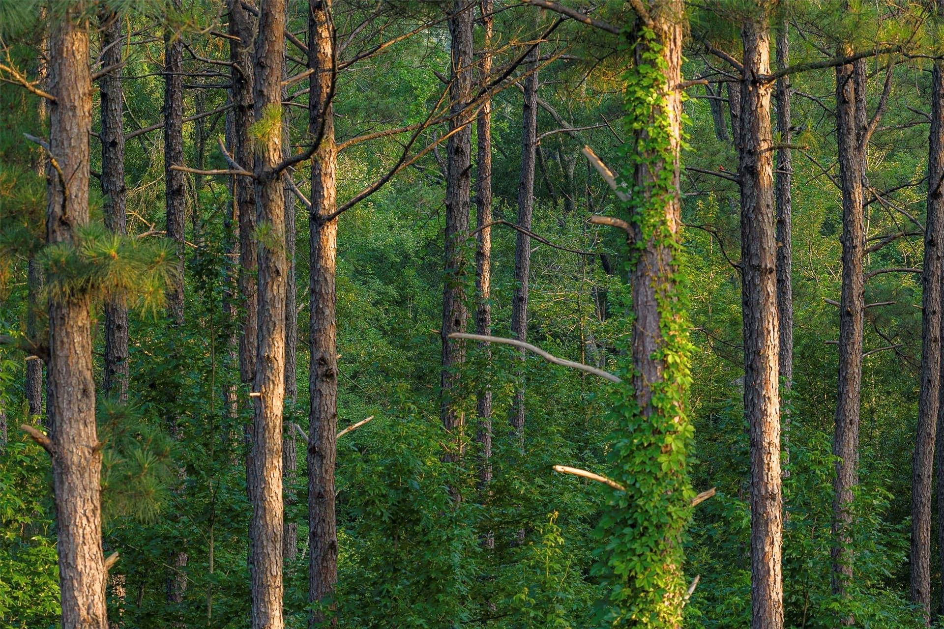 80.96 acres in Rusk County - photo 29