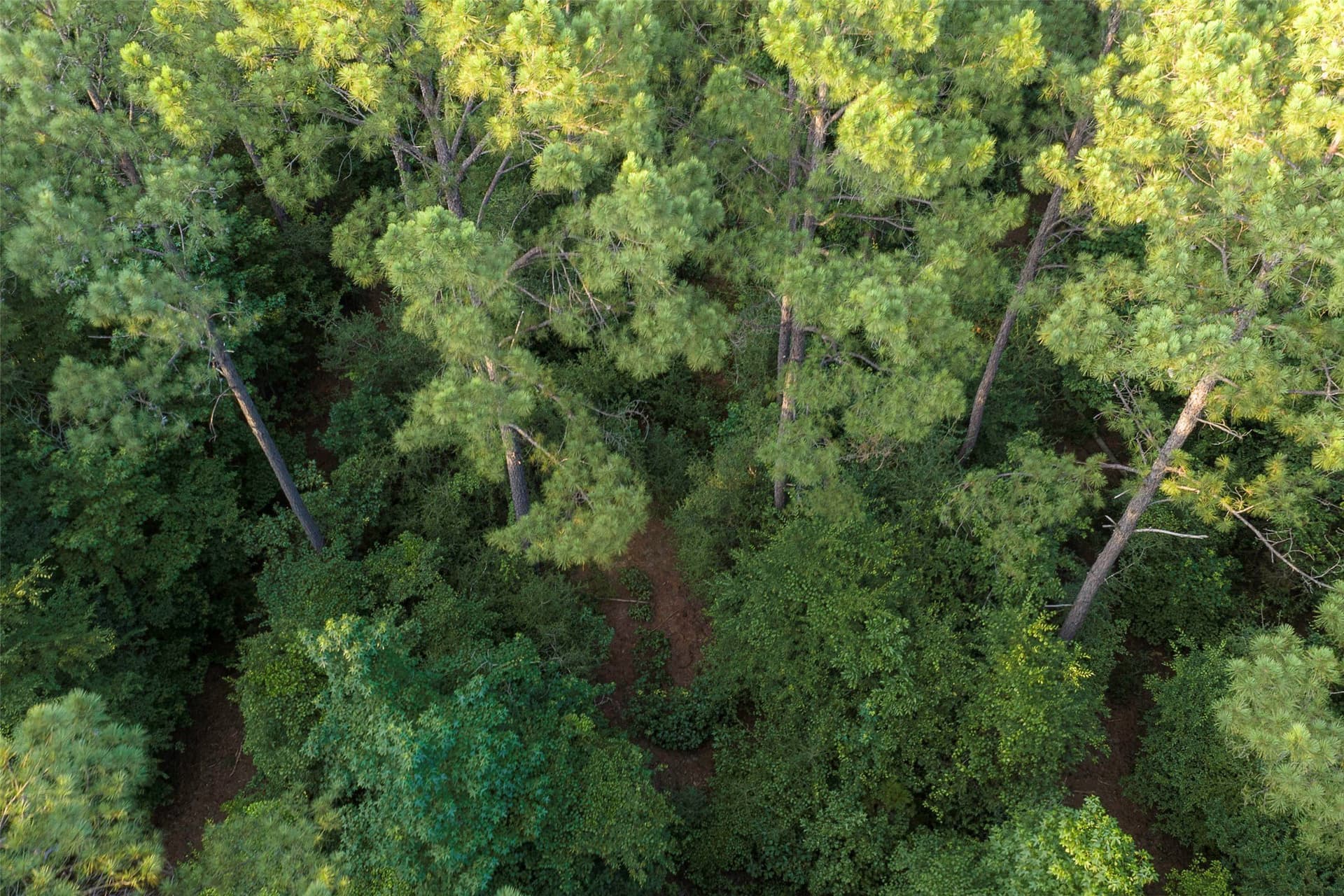 80.96 acres in Rusk County - photo 25
