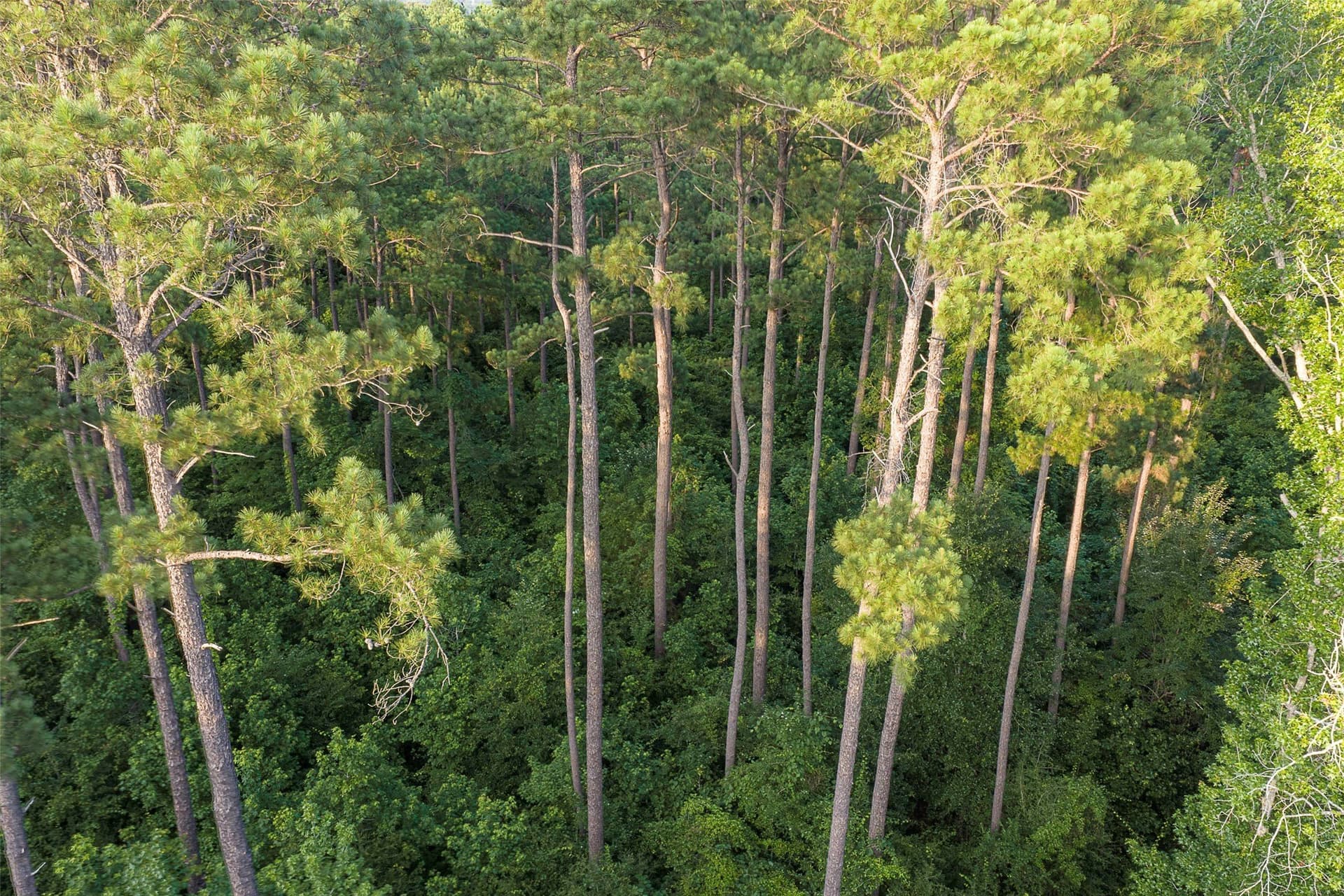 80.96 acres in Rusk County - photo 17