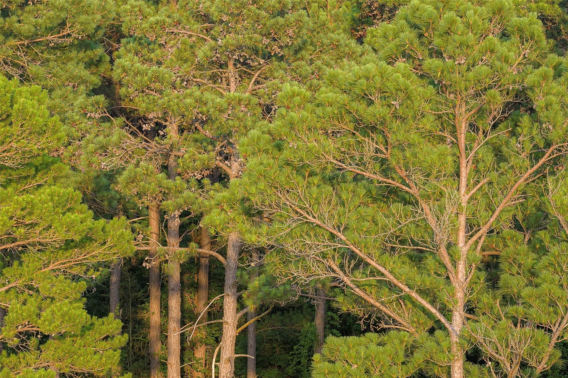 80.96 acres in Rusk County - photo 23