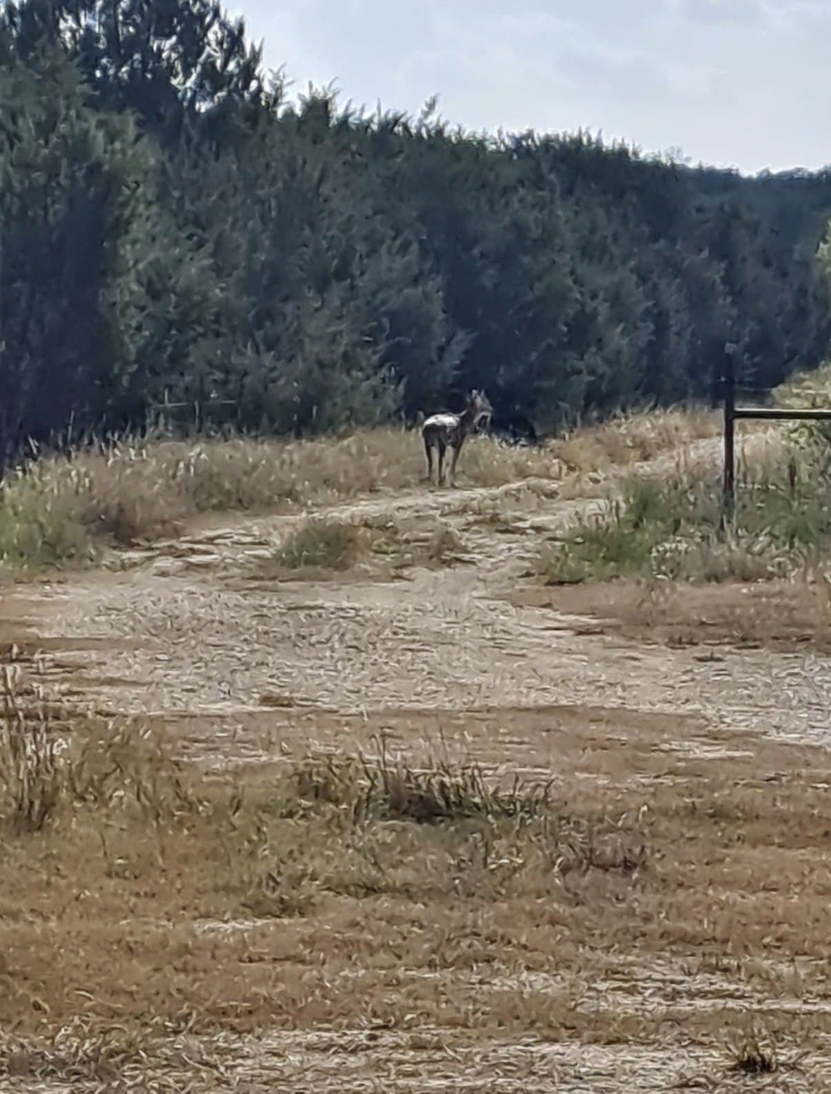 40 acres in Hamilton County - photo 15