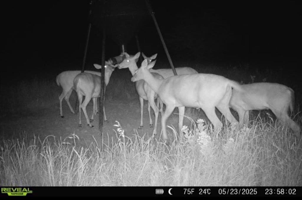 57.5 acres in Fannin County gallery image 3