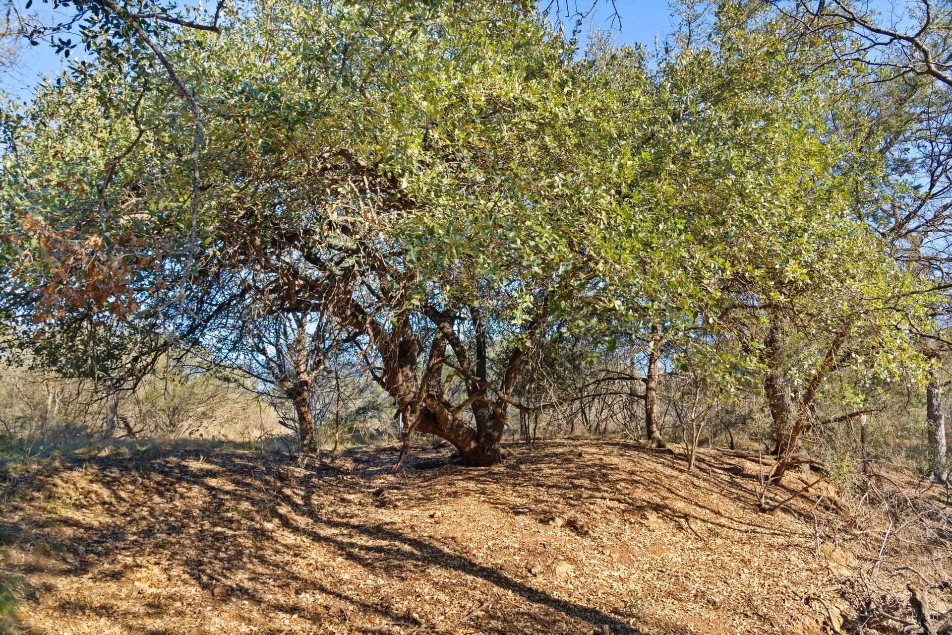 6.08 acres in Llano County - photo 16