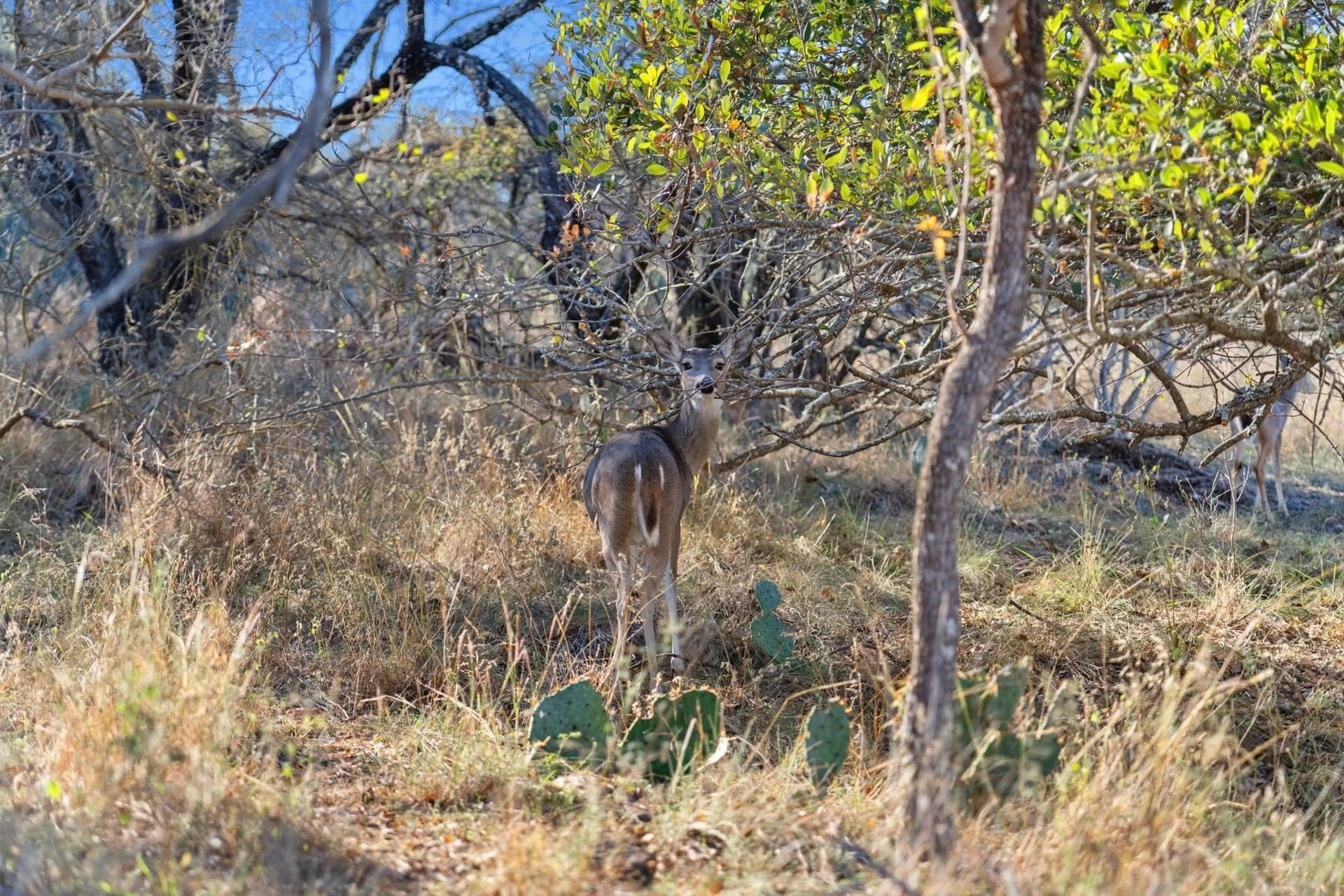 6.08 acres in Llano County - photo 22