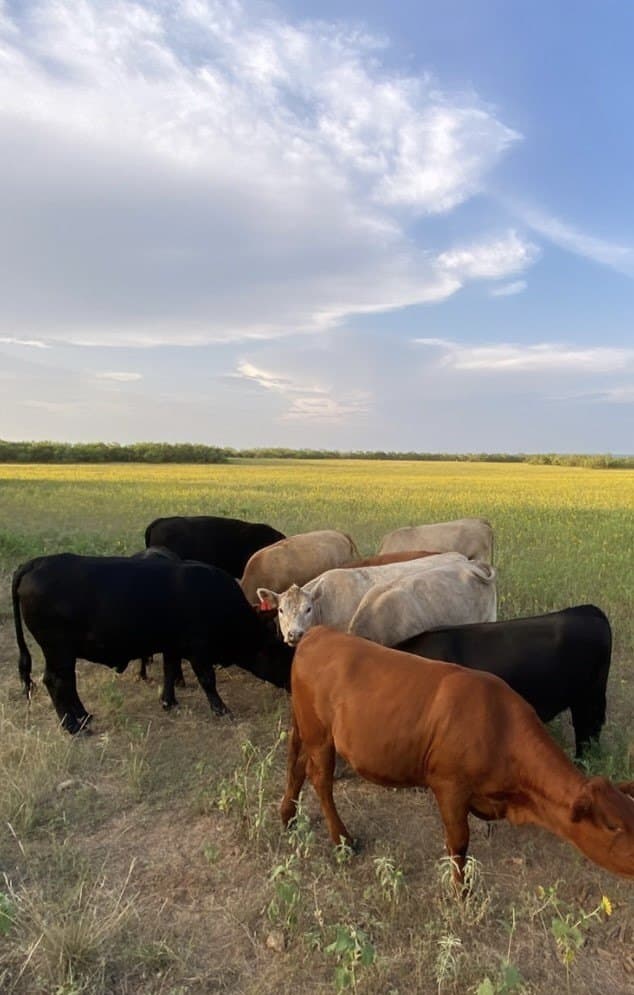 212 acres in Coleman County - photo 12