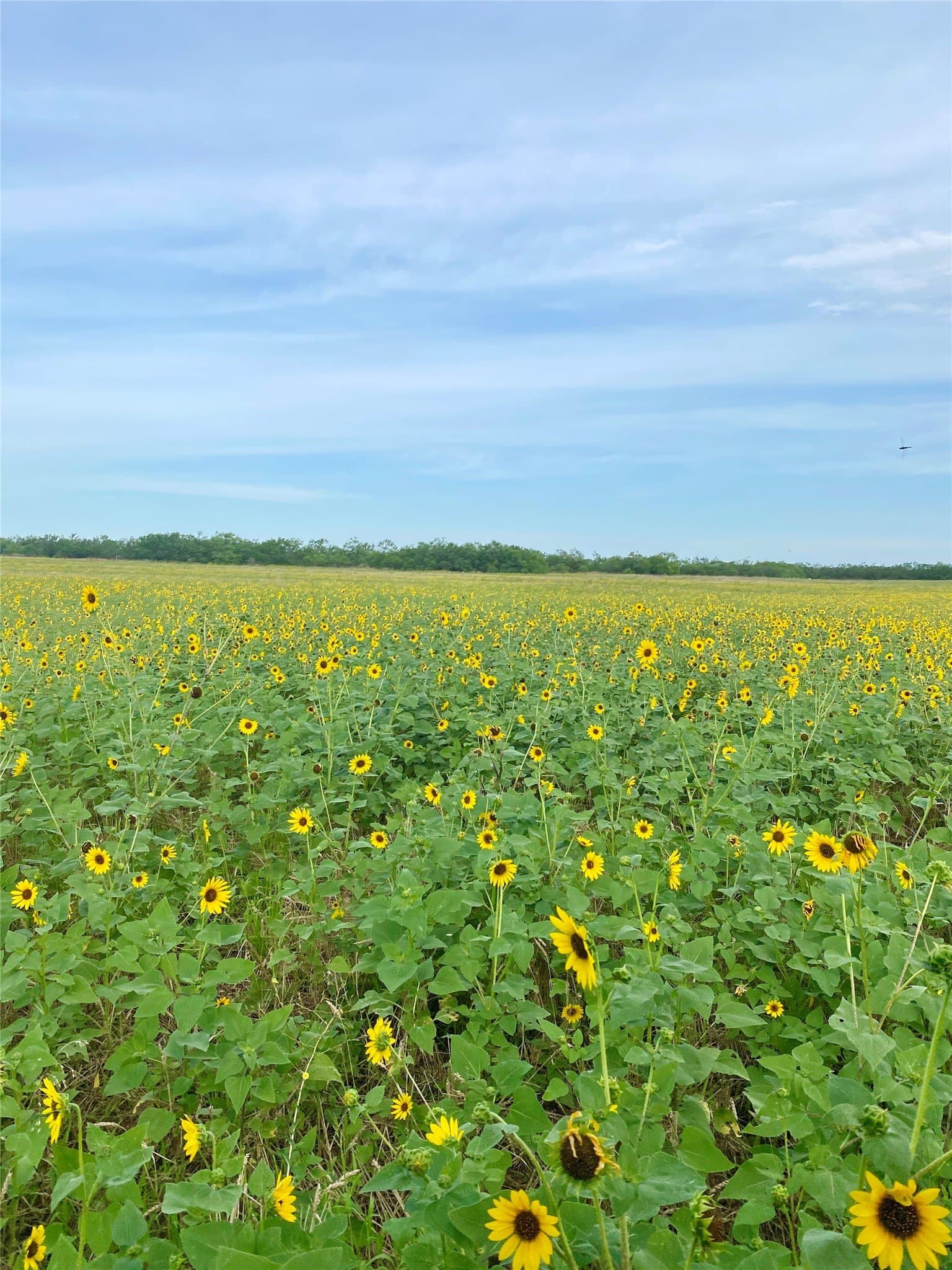 212 acres in Coleman County - photo 21