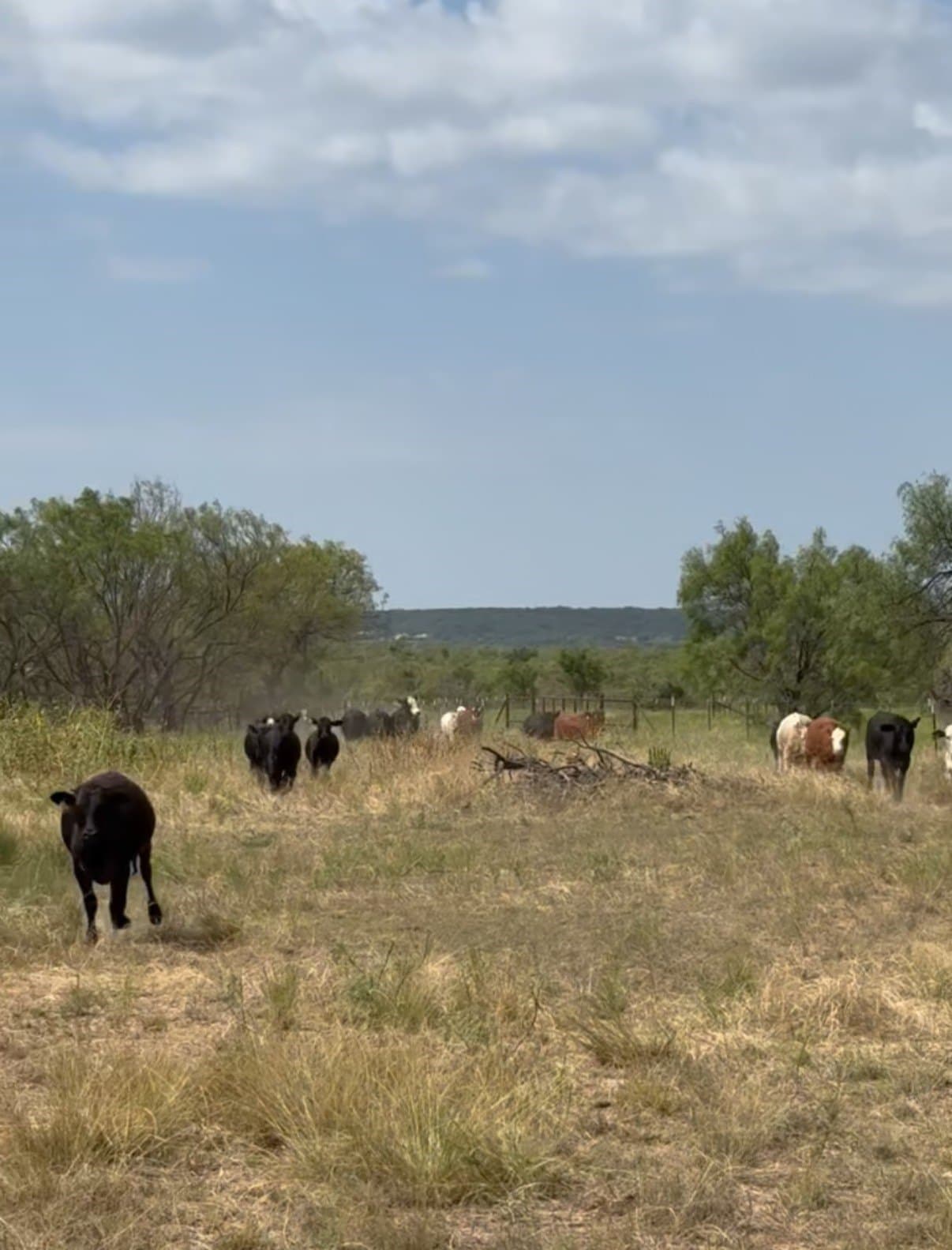 212 acres in Coleman County - photo 39