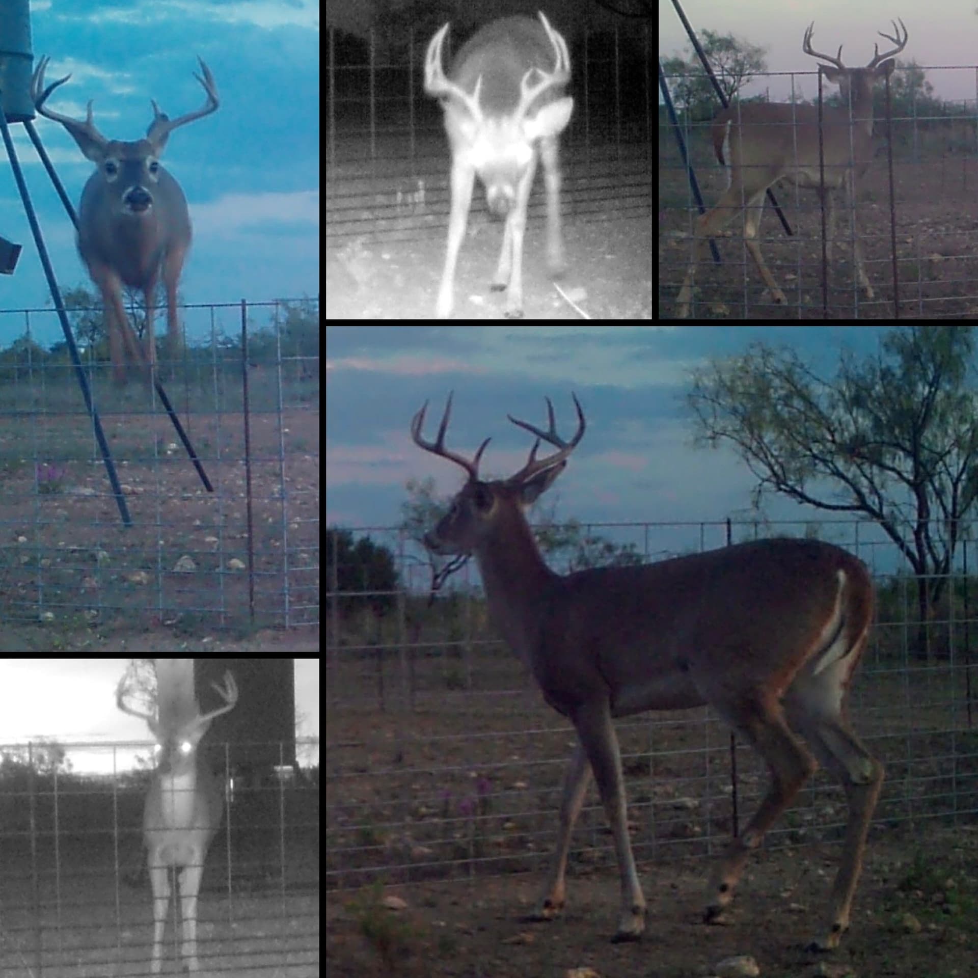 212 acres in Coleman County - photo 10