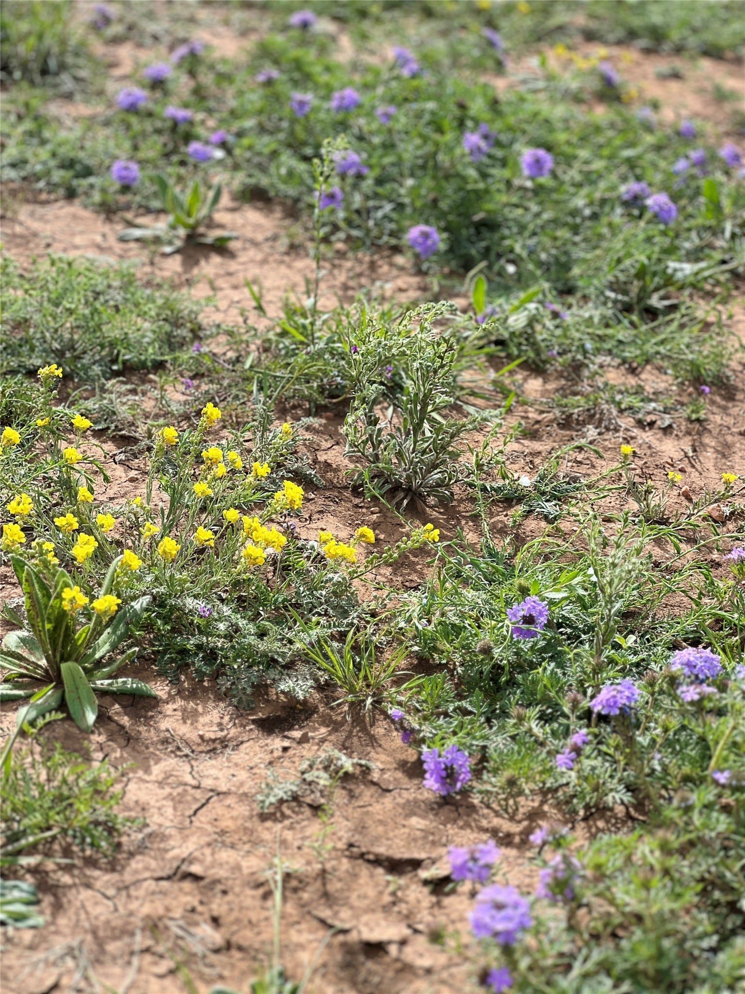 212 acres in Coleman County - photo 33