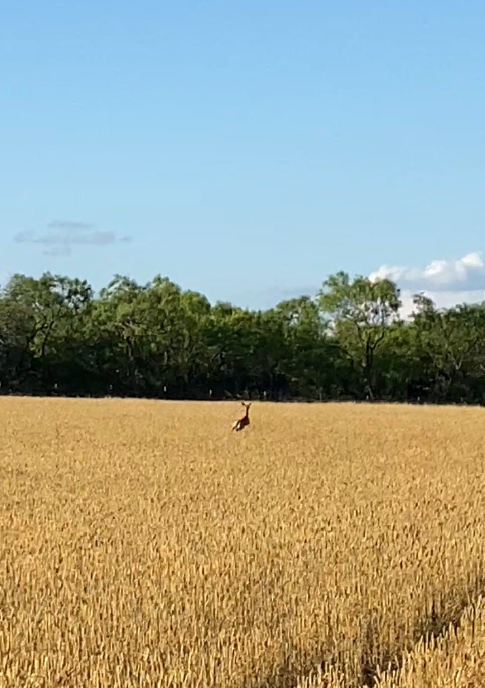 212 acres in Coleman County - photo 38