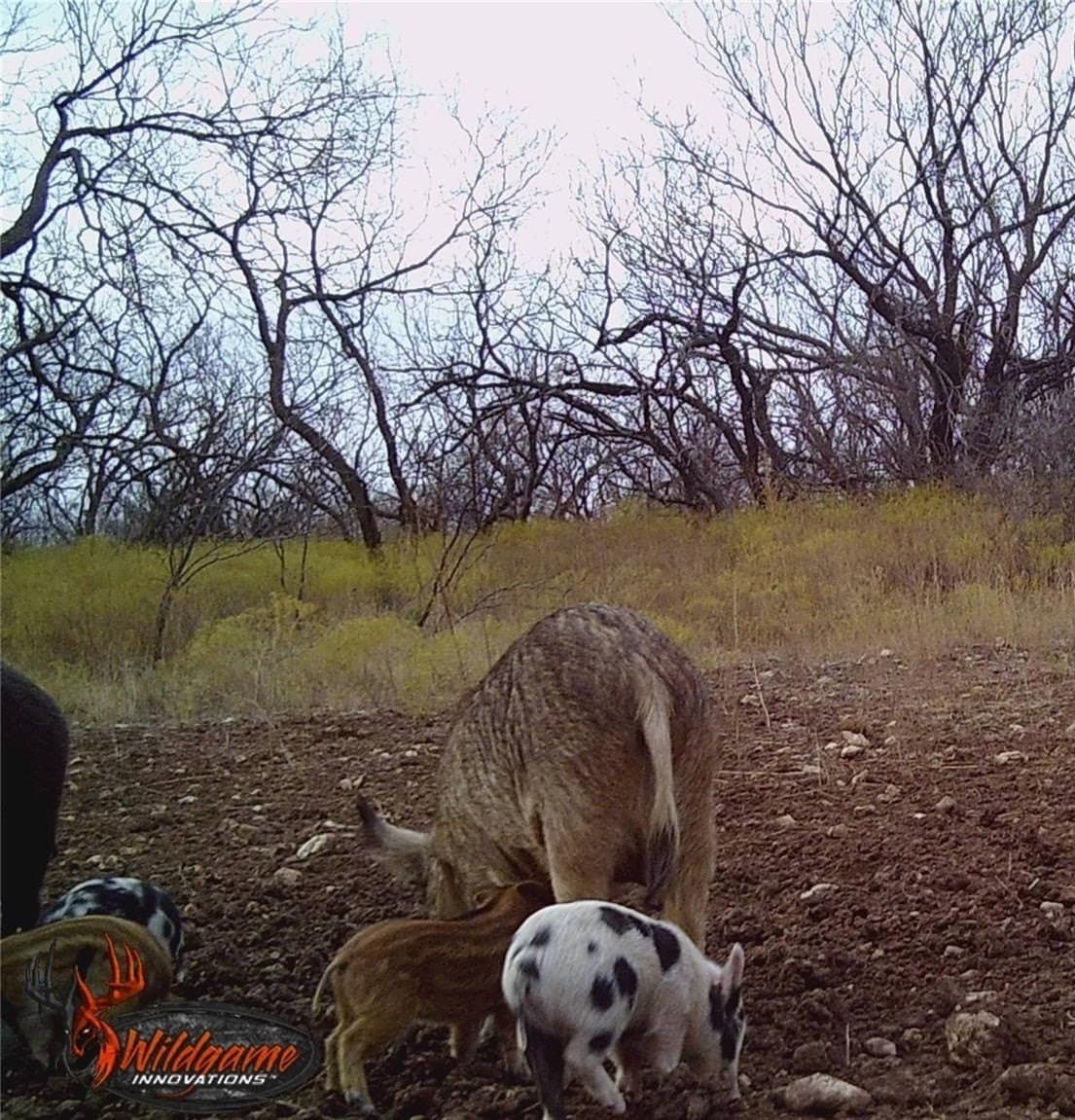 212 acres in Coleman County - photo 13