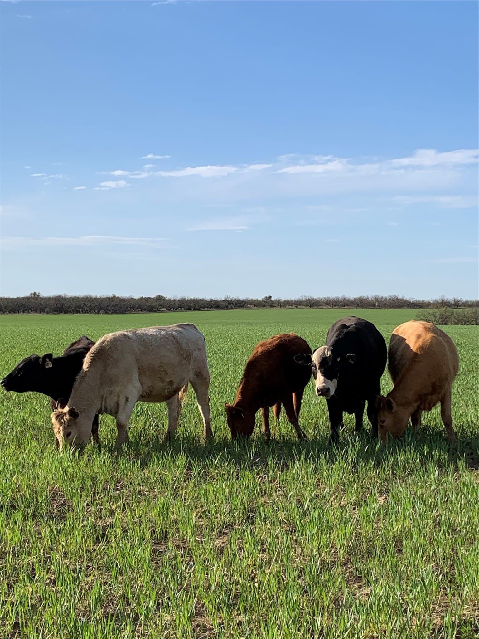 212 acres in Coleman County - photo 29