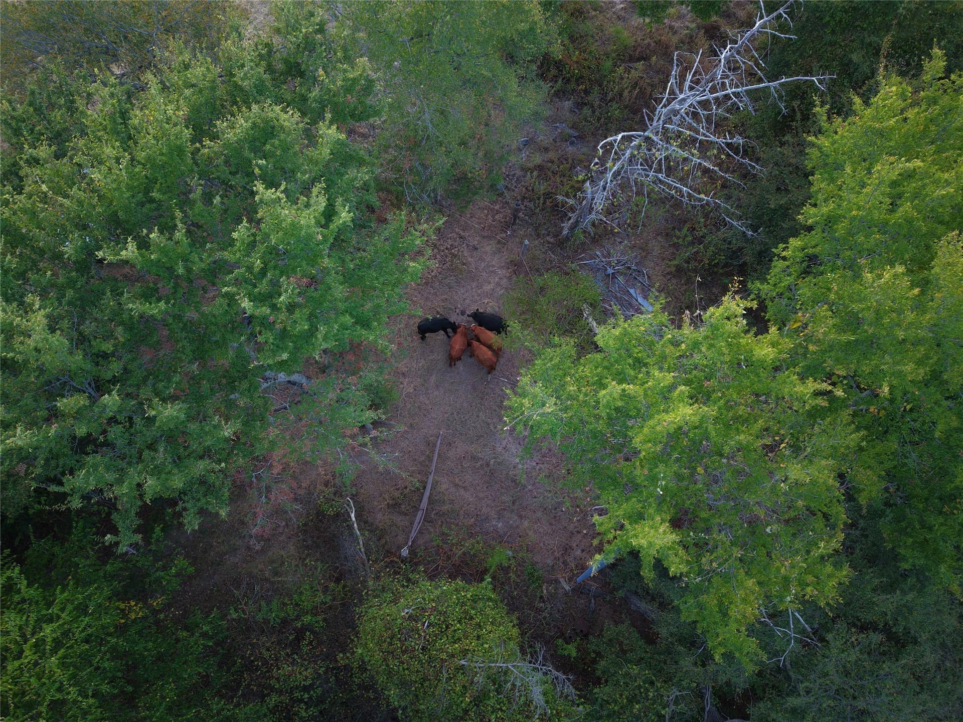 92 acres in Van Zandt County - photo 34